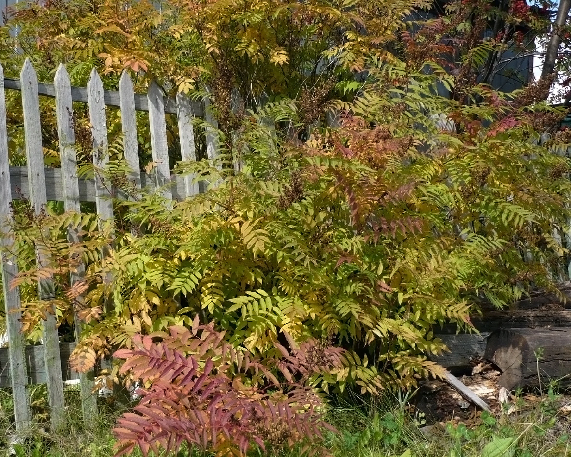 Sorbaria 'Sem' - Image 9
