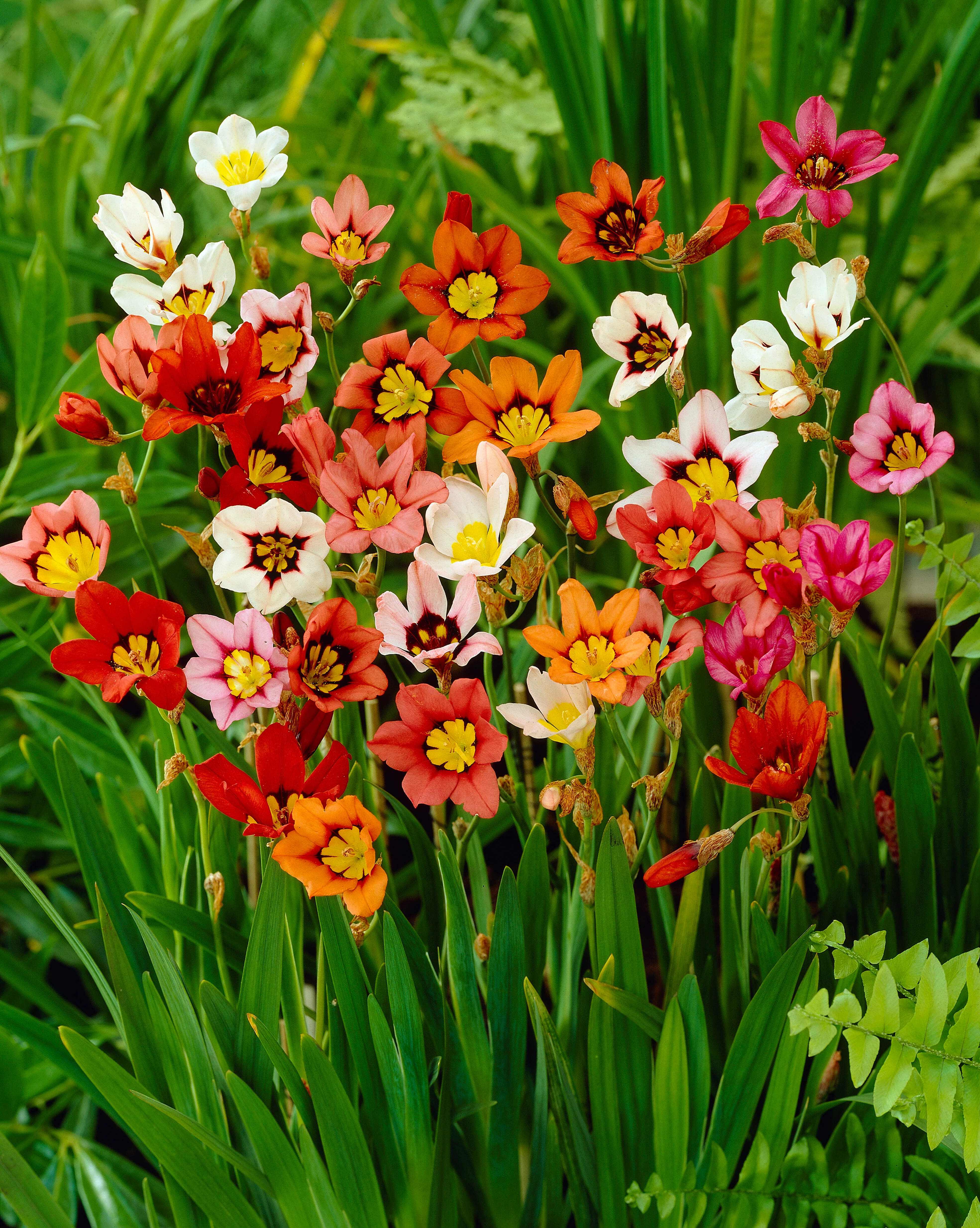 Sparaxis 'Harlequin Mix' - Image 2