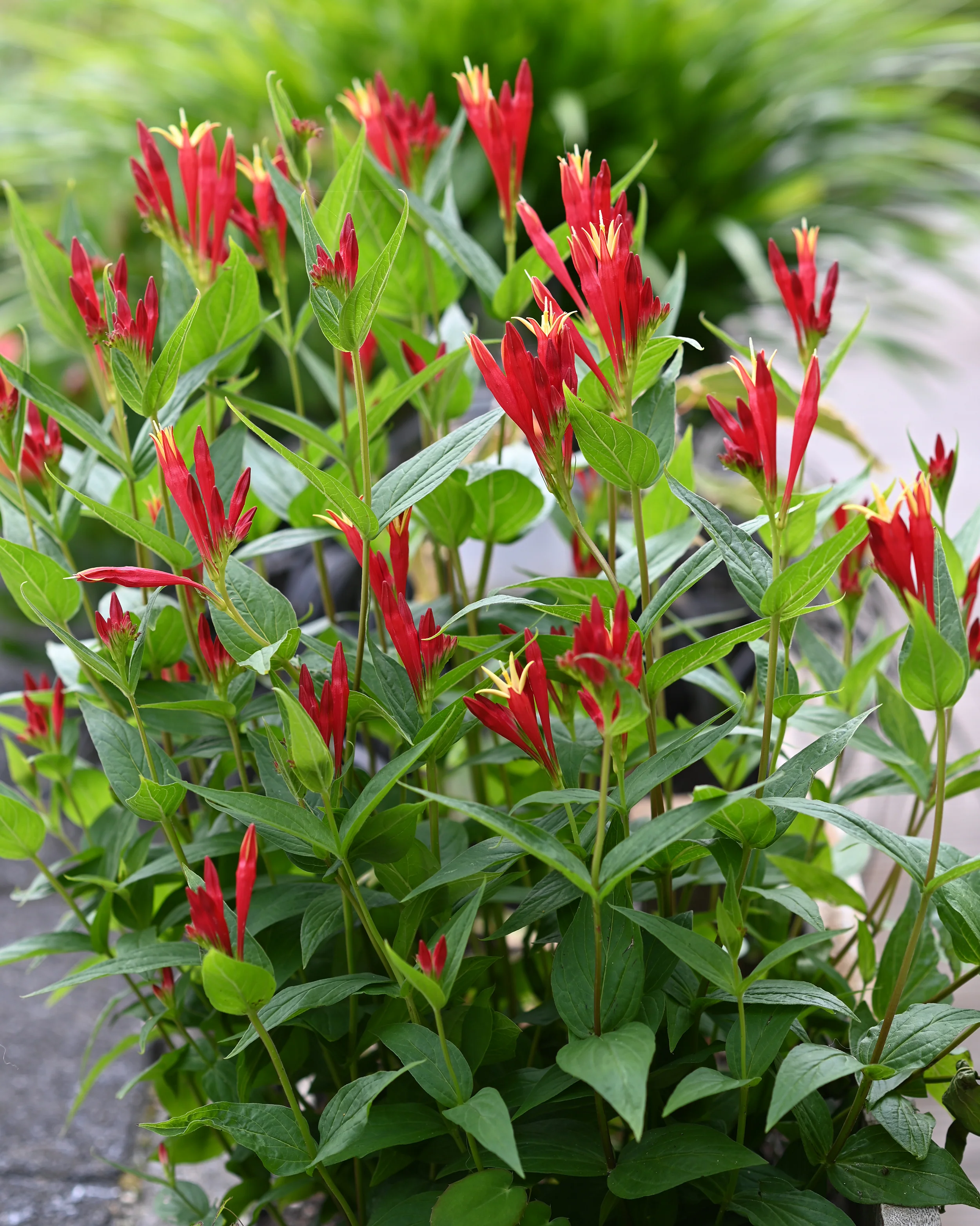 Spigelia 'Little Redhead' - Image 2