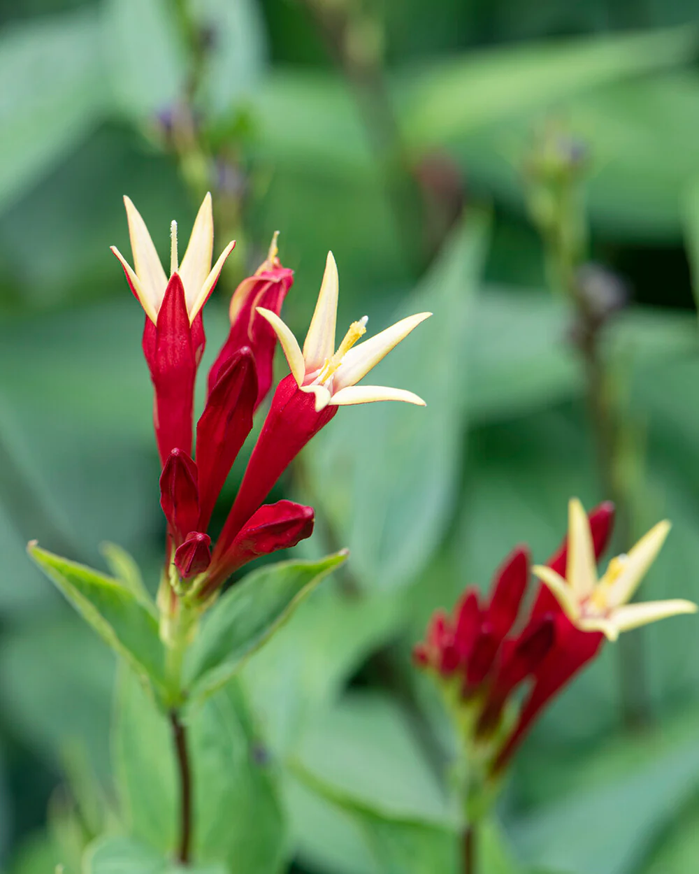 Spigelia 'Little Redhead' - Image 4