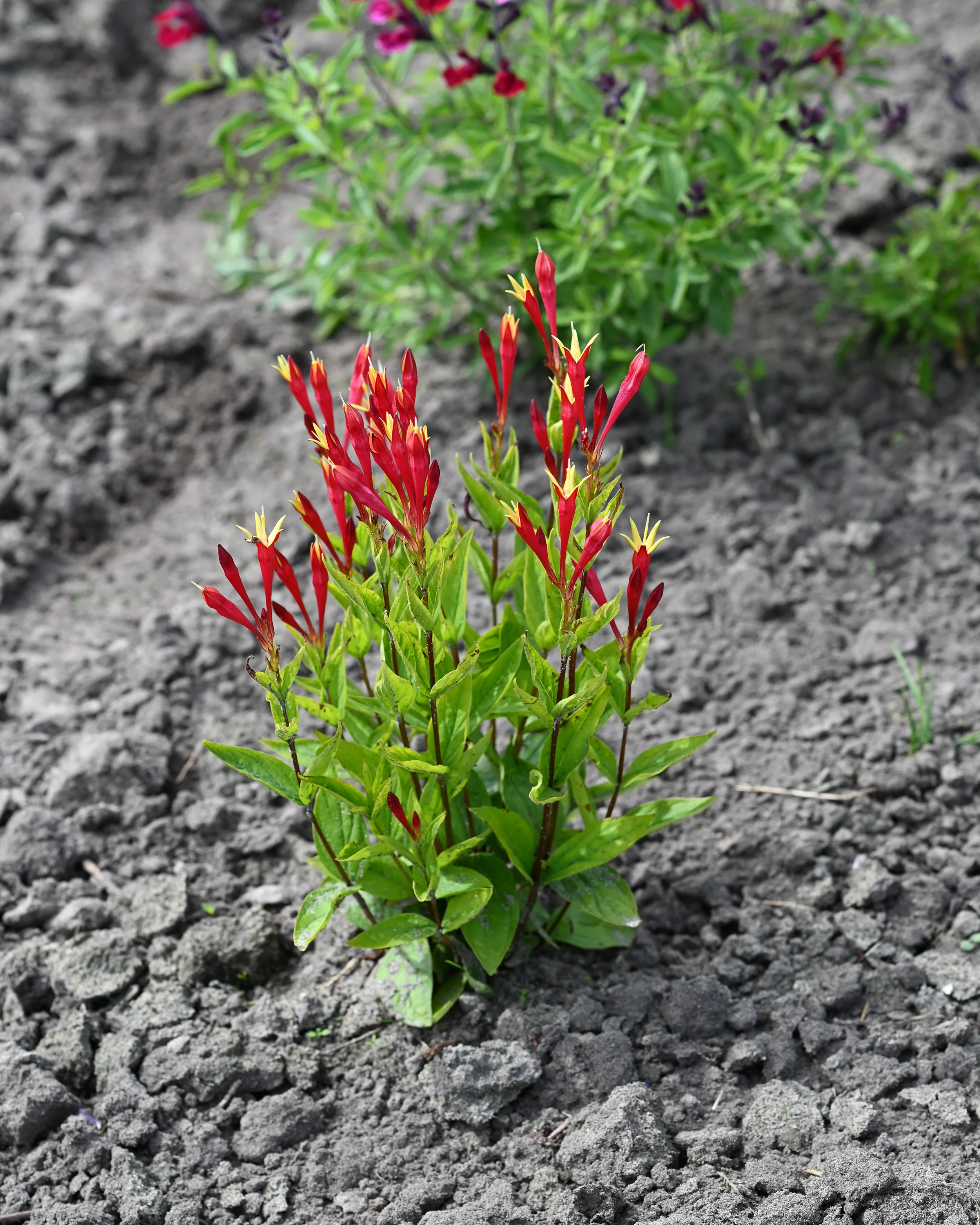 Spigelia 'Little Redhead' - Image 5