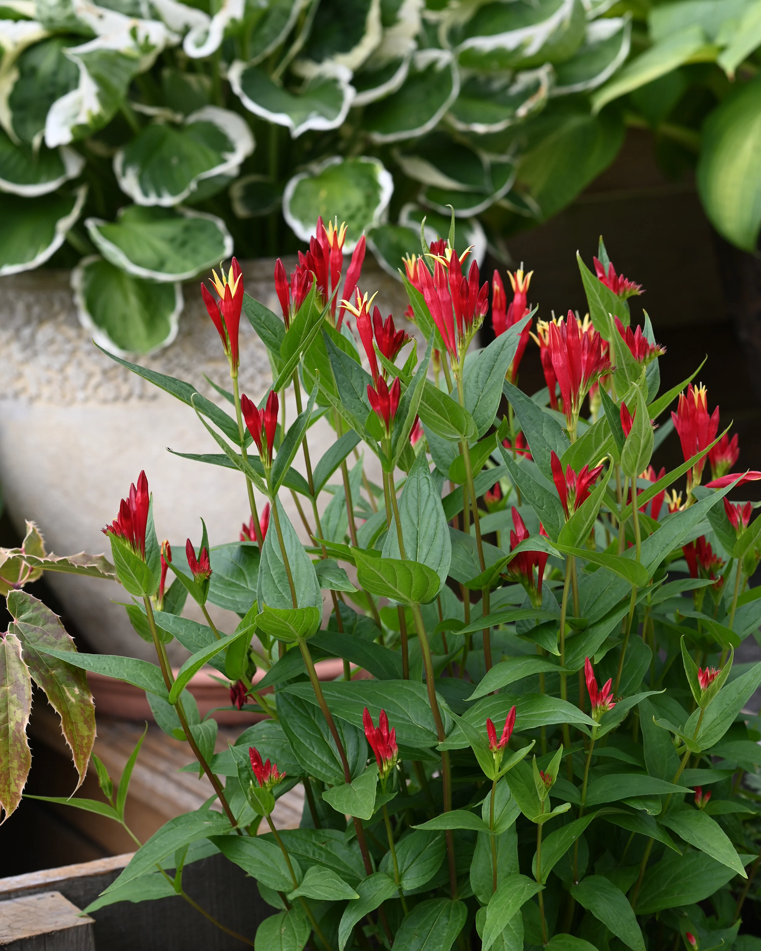 Spigelia 'Little Redhead' - Image 6
