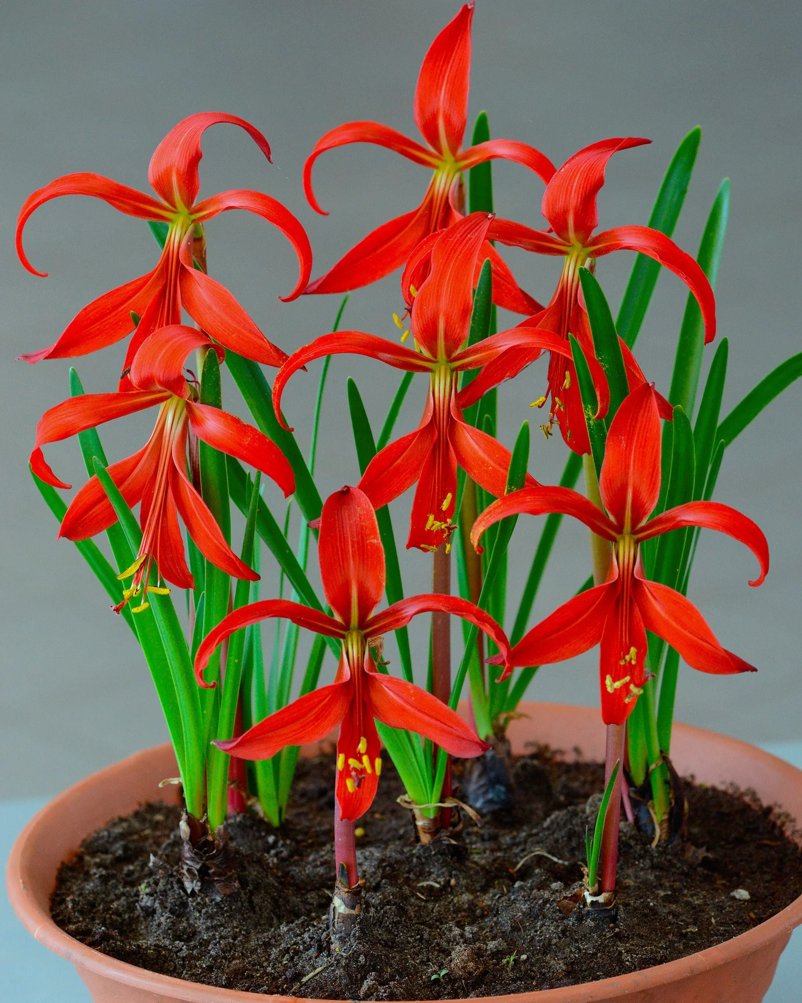 Sprekelia formosissima - Image 3