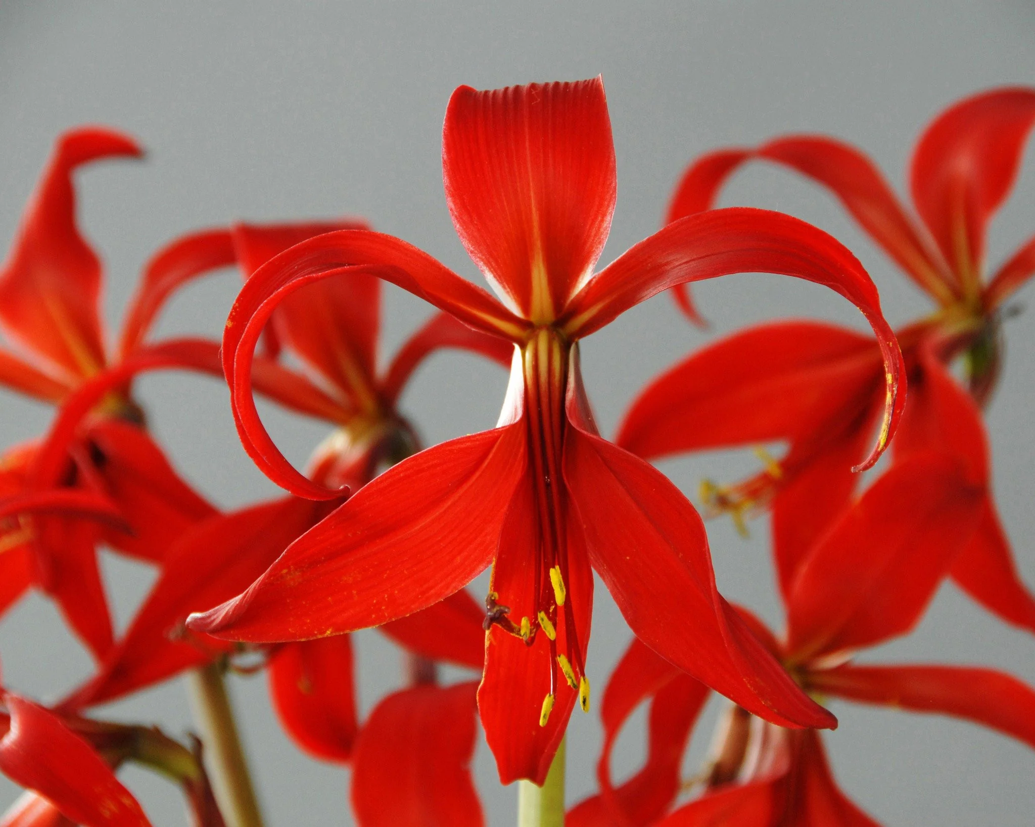 Sprekelia formosissima - Image 4