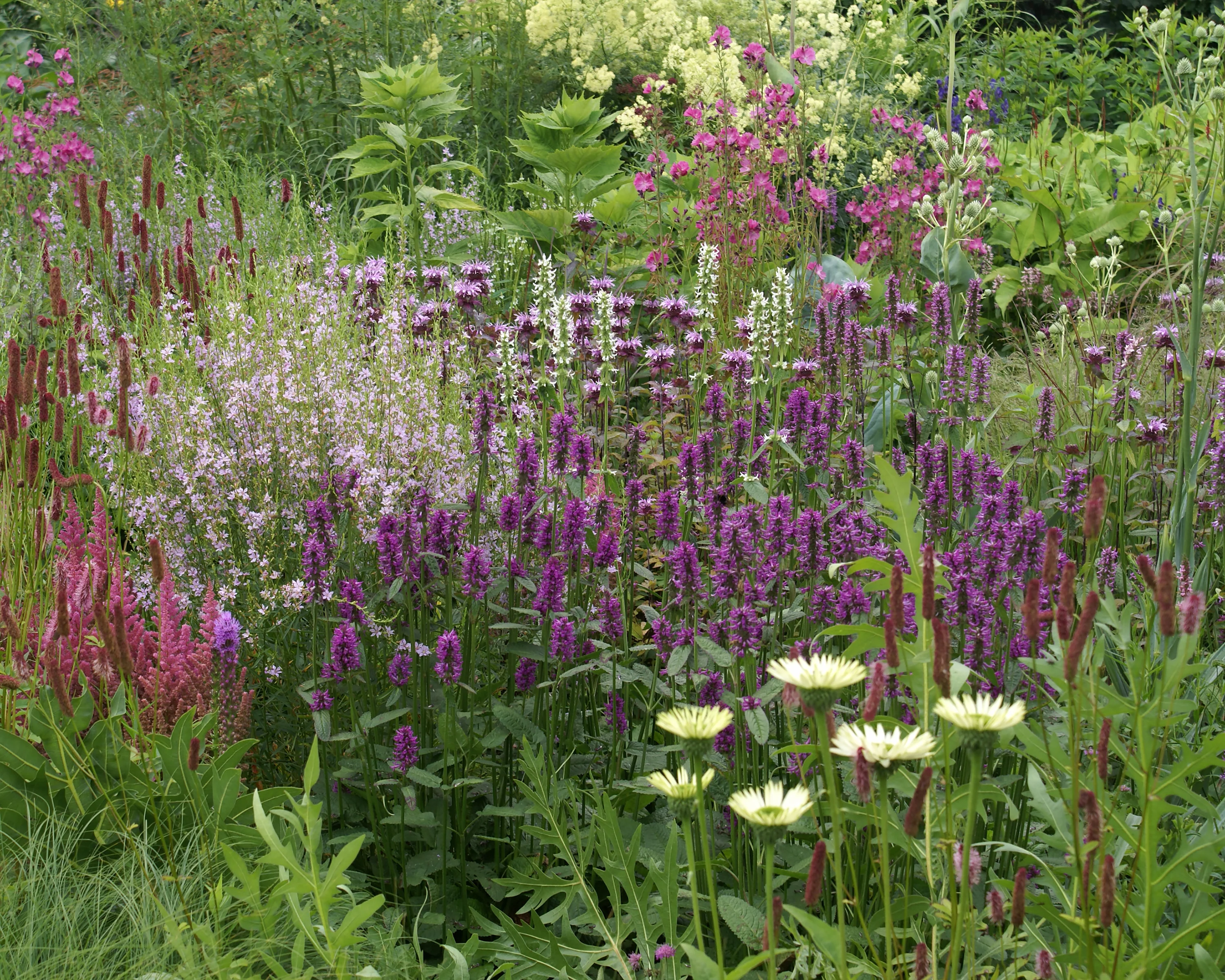 Stachys 'Hummelo' - Image 3