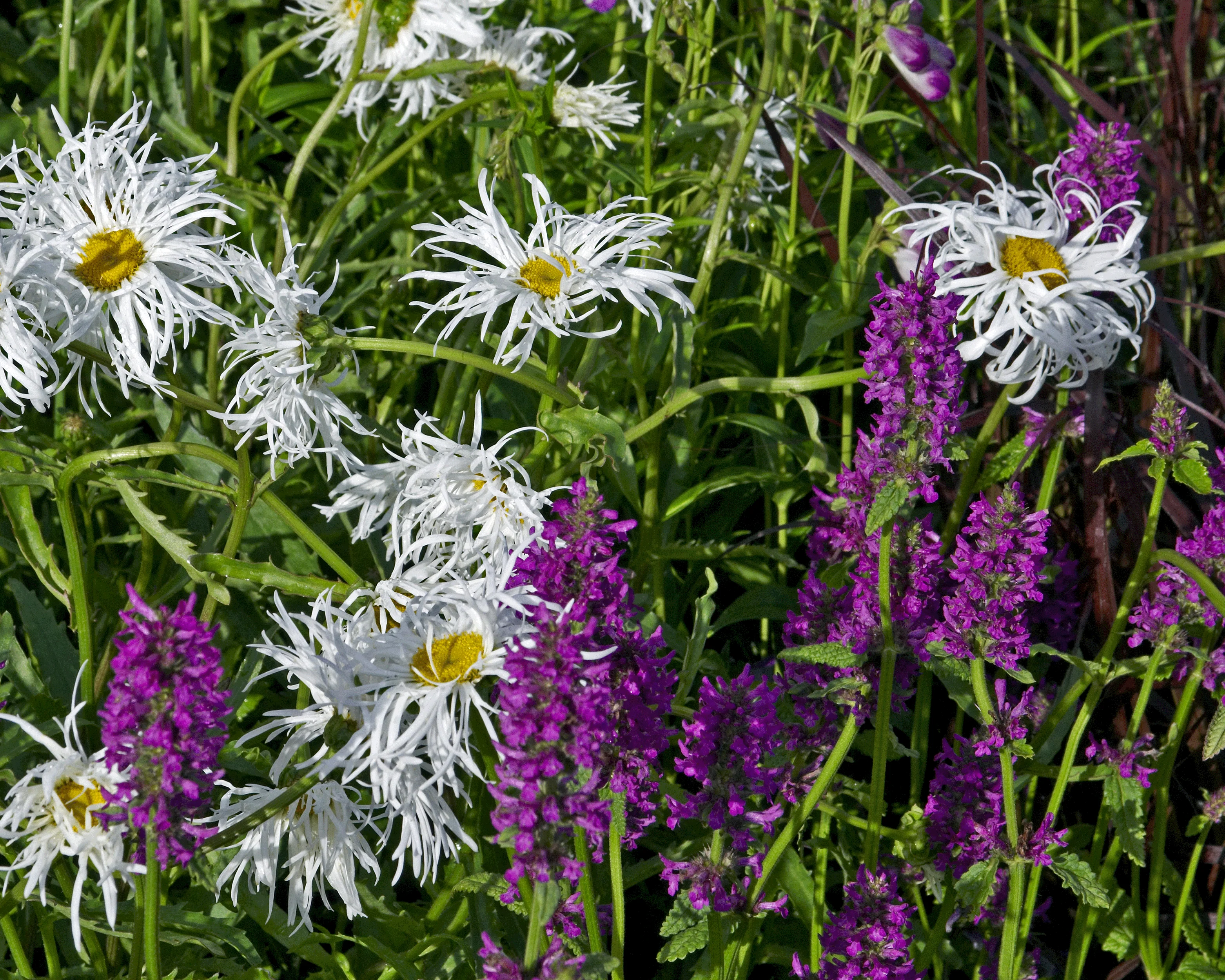 Stachys 'Hummelo' - Image 5