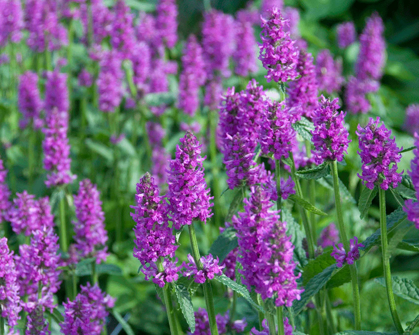 Stachys 'Hummelo' - Image 6