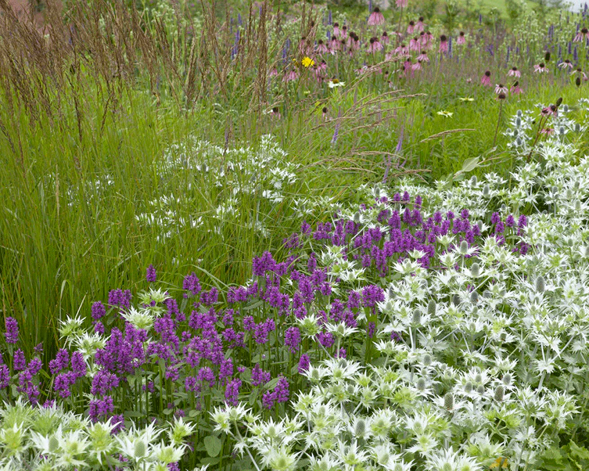 Stachys 'Hummelo' - Image 8