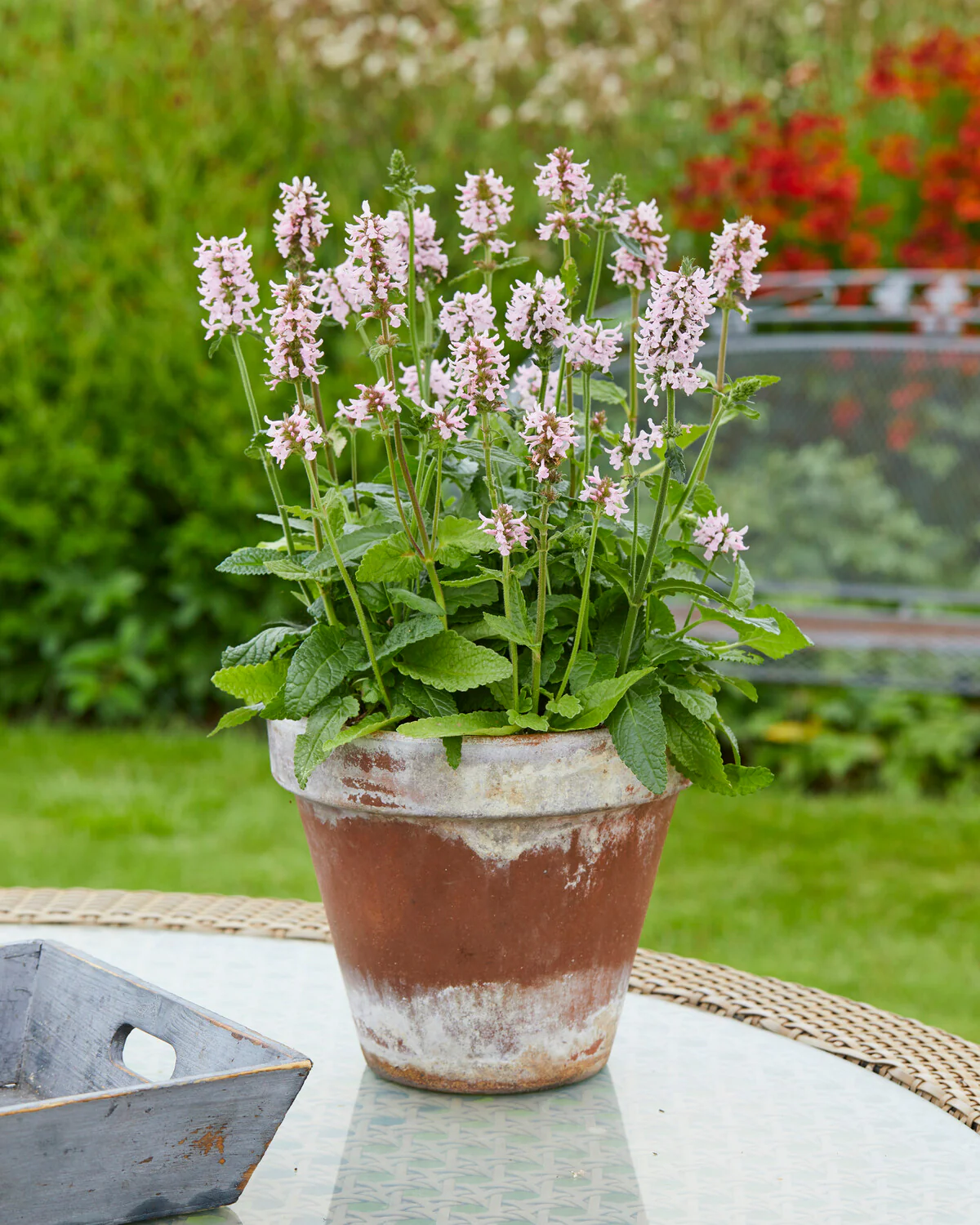 Stachys 'Summer Sweets' - Image 2