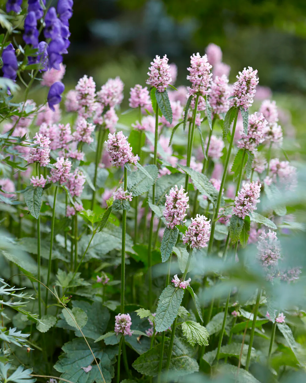 Stachys 'Summer Sweets' - Image 3
