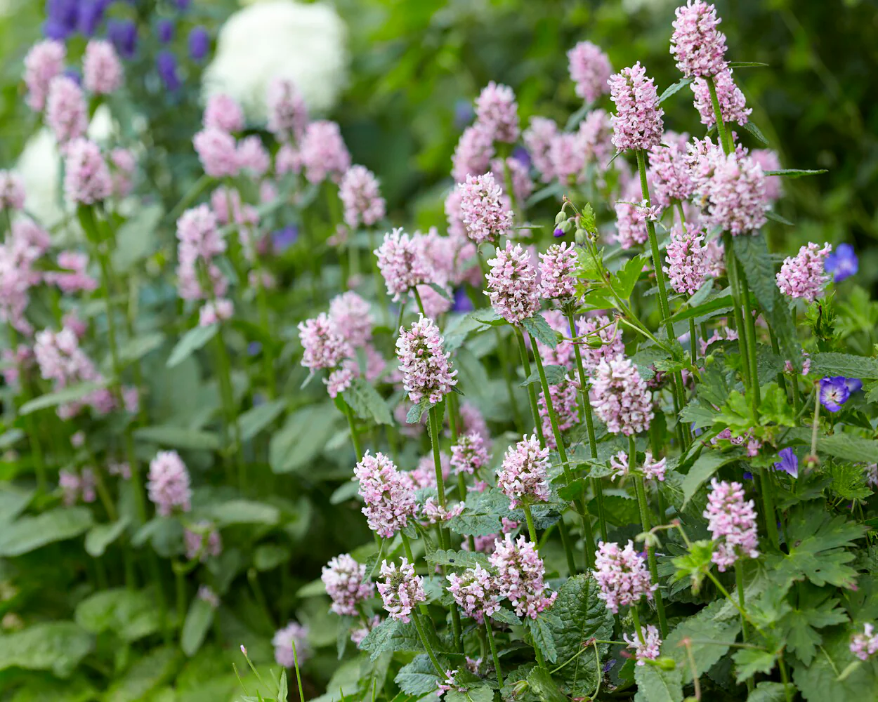 Stachys 'Summer Sweets' - Image 4