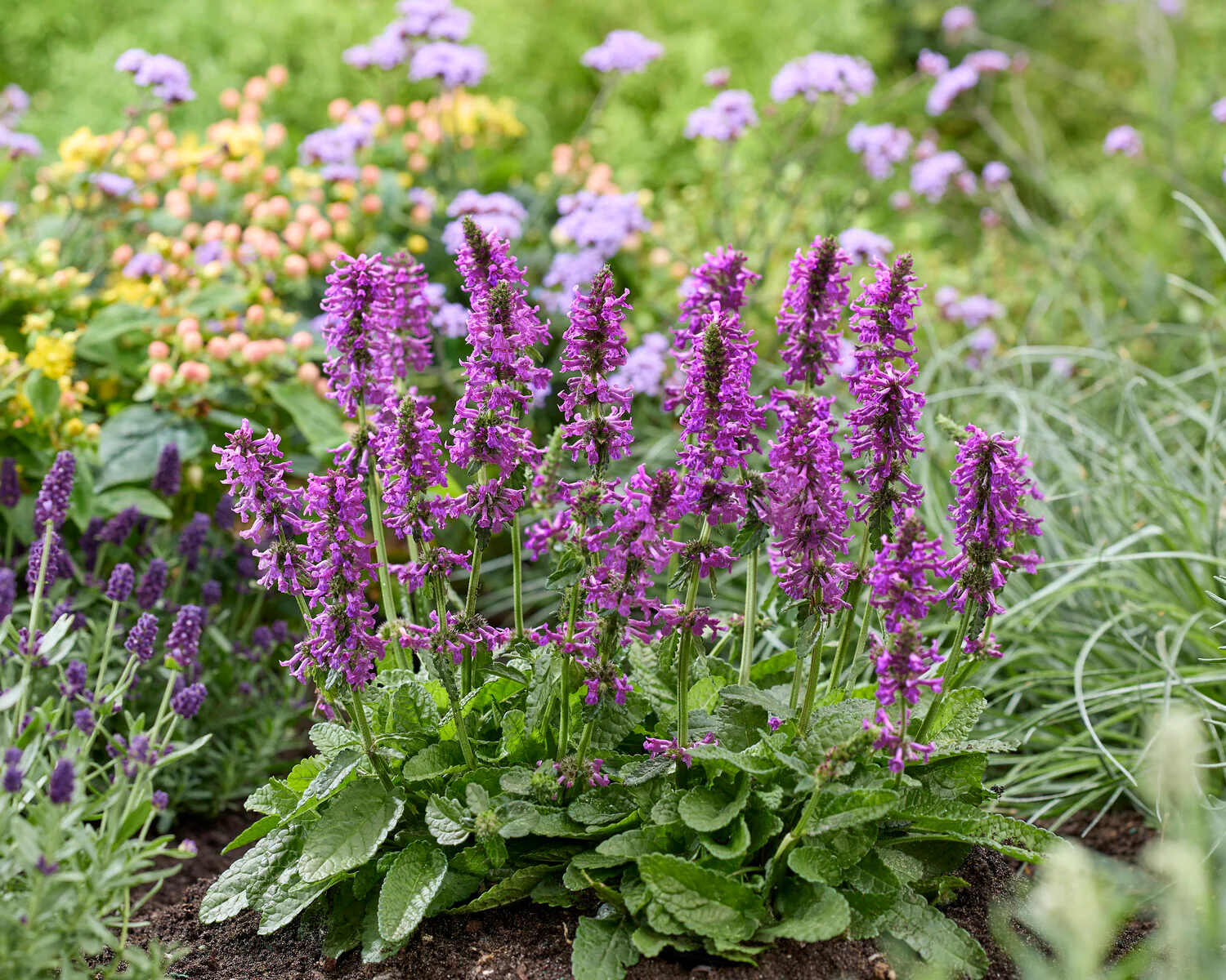 Stachys 'Summer Grapes' - Image 3