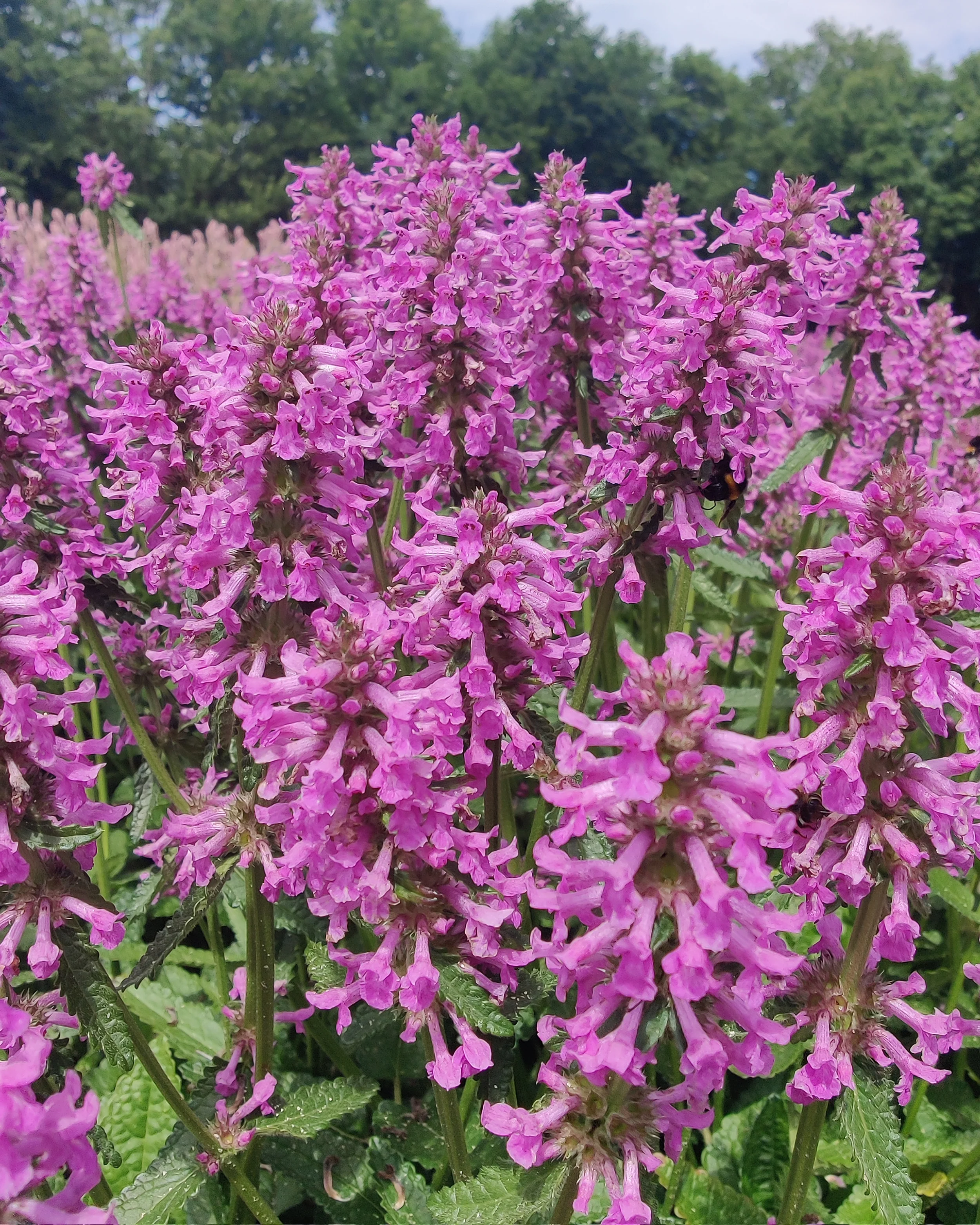 Stachys 'Summer Grapes' - Image 4