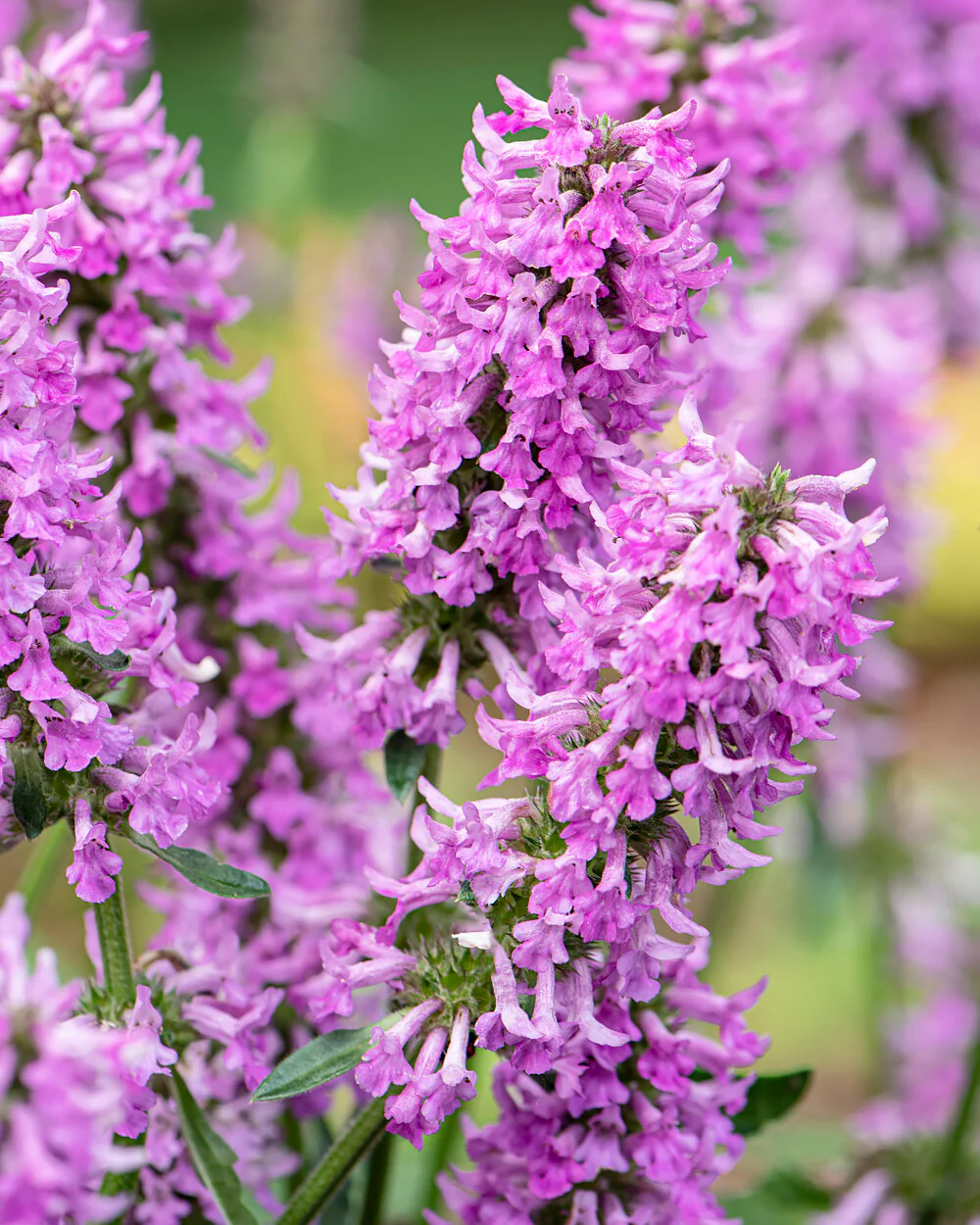 Stachys 'Summer Grapes' - Image 7