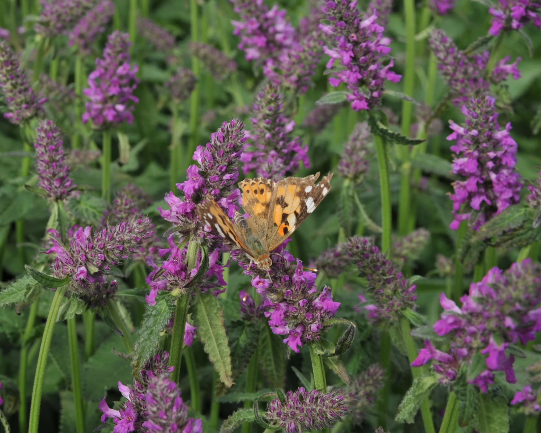 Stachys 'Summer Grapes' - Image 8