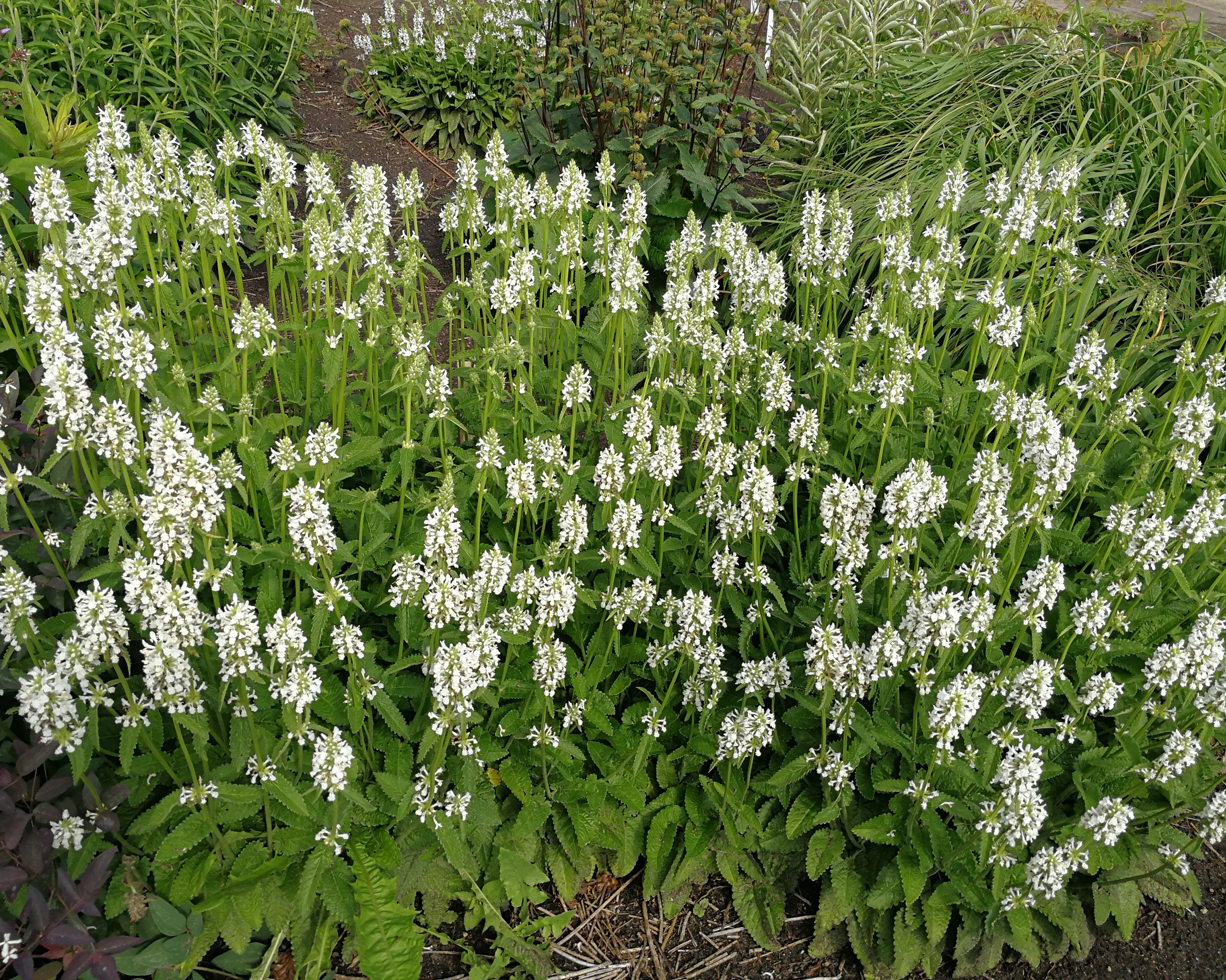 Stachys 'Summer Snowcone' - Image 2