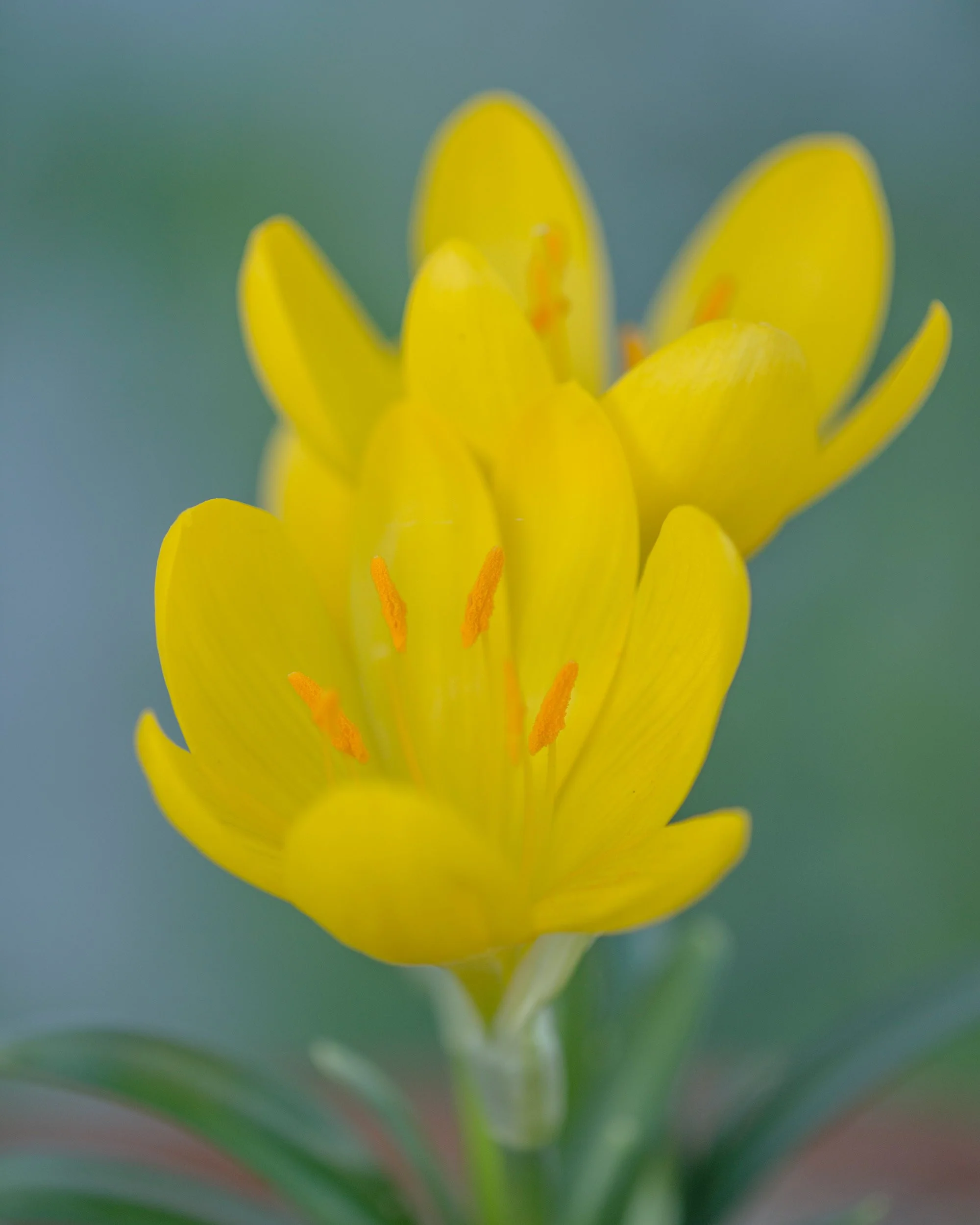 Sternbergia lutea - Image 8