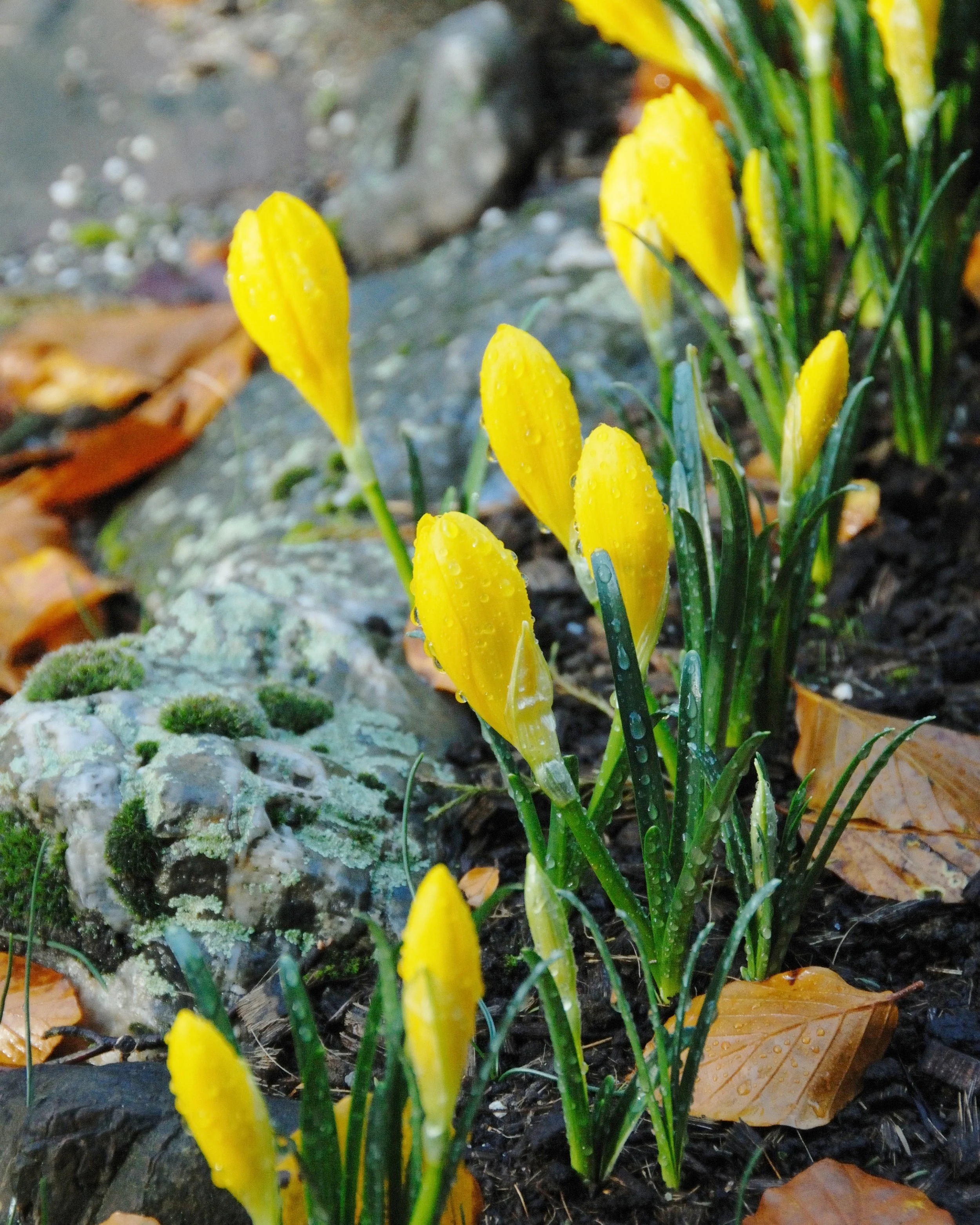 Sternbergia lutea - Image 9