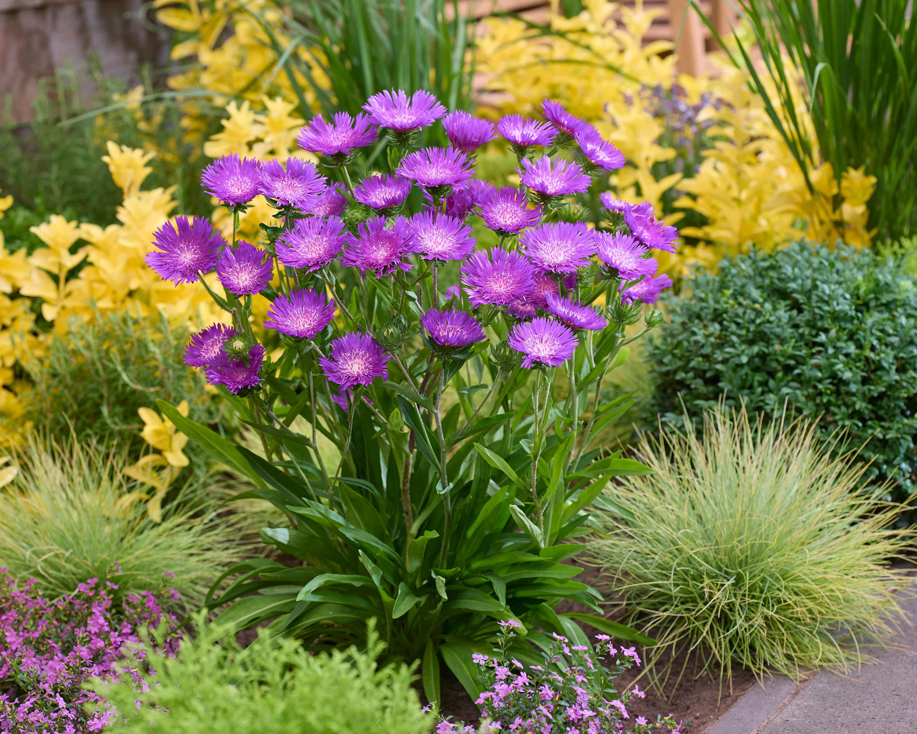 Stokesia 'Amethyst' - Image 2