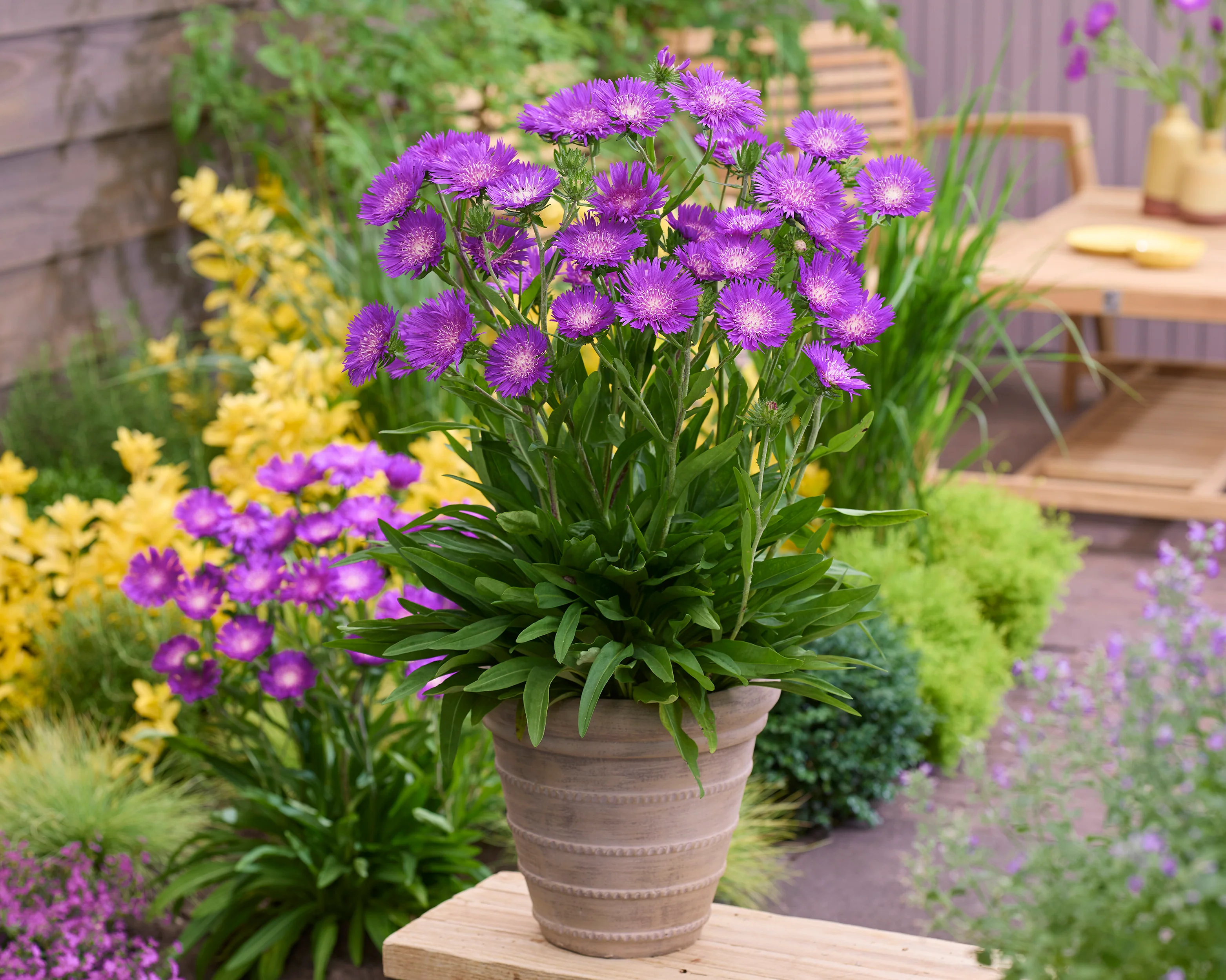 Stokesia 'Amethyst' - Image 4