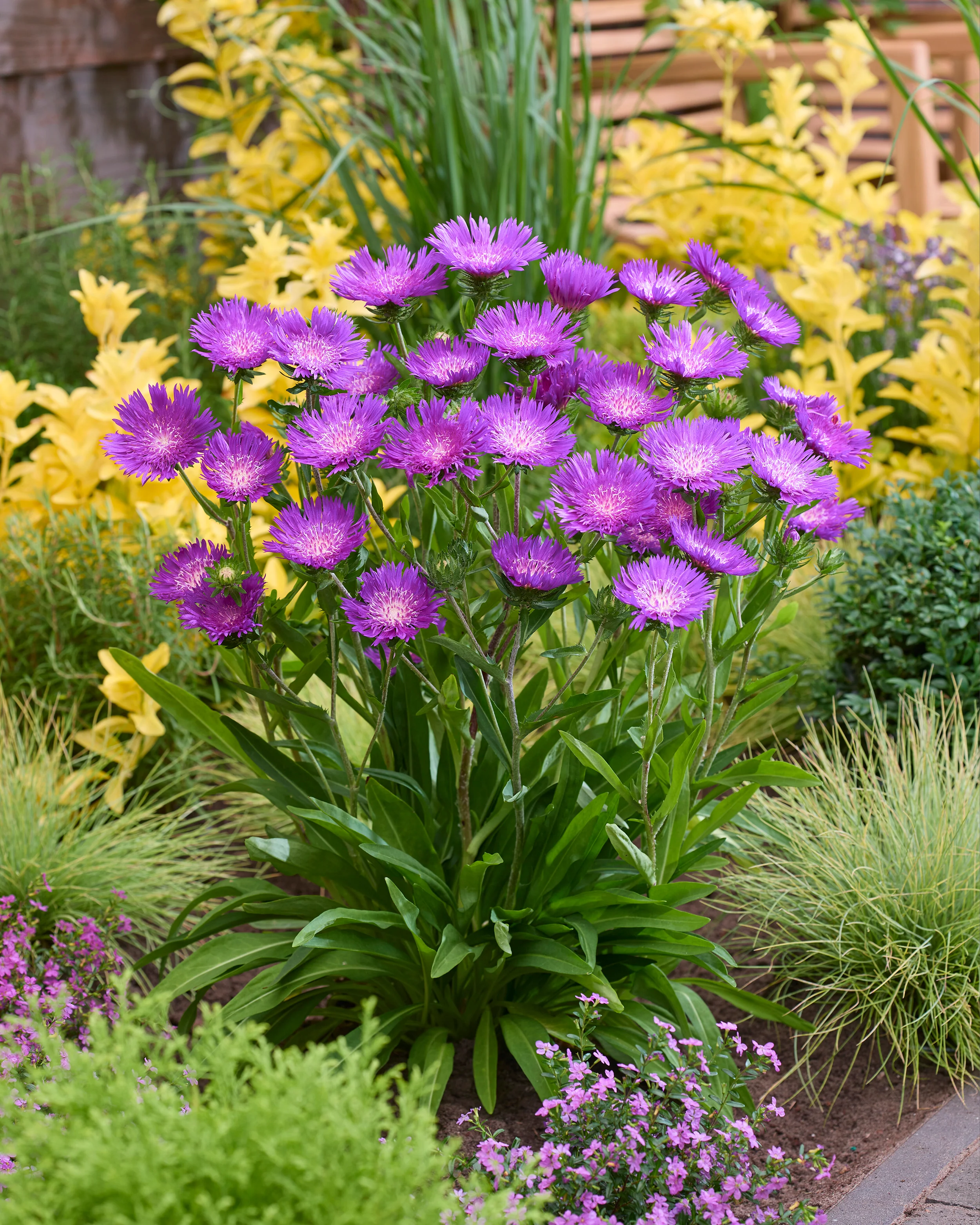 Stokesia 'Amethyst' - Image 6