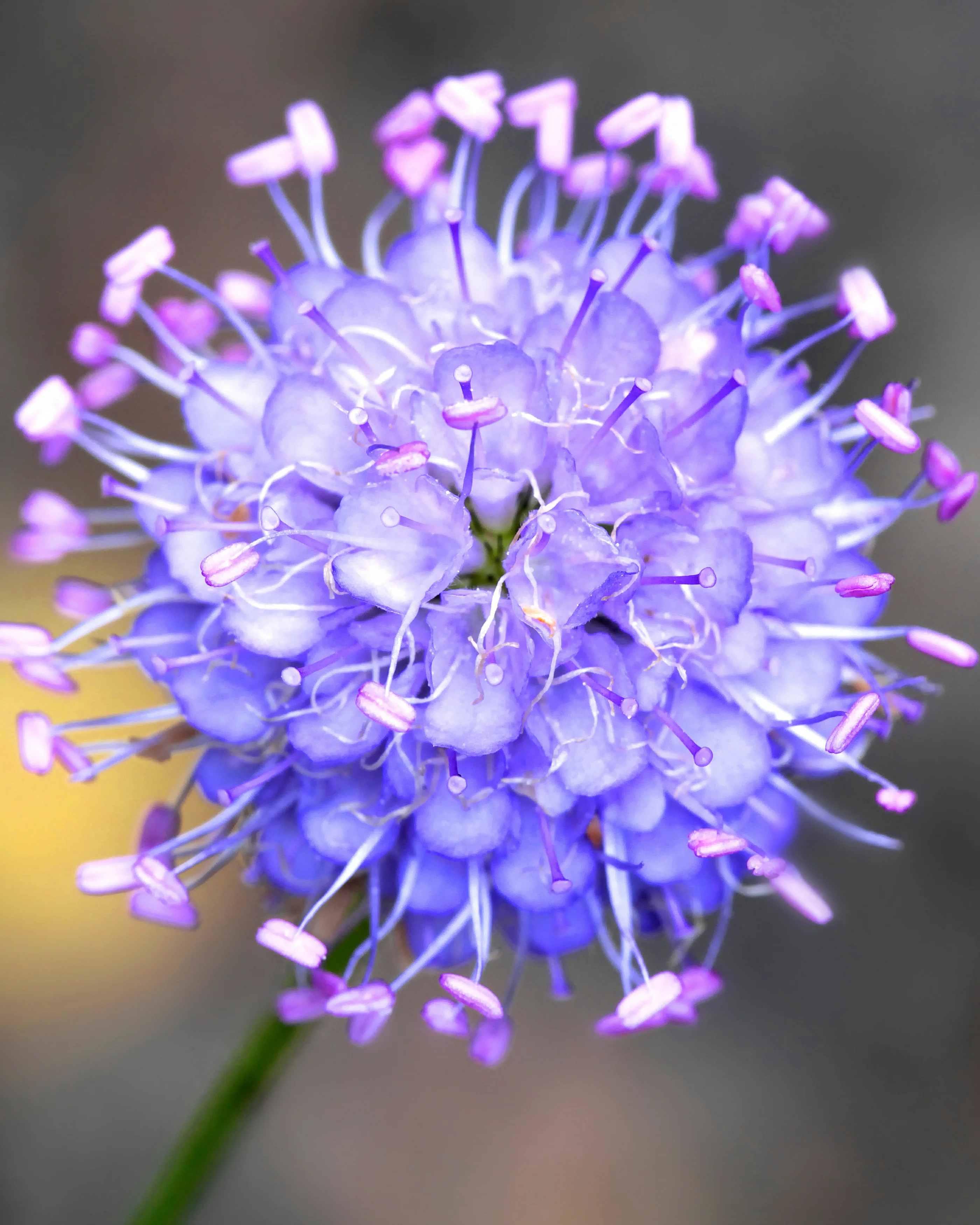 Succisa pratensis - Image 2