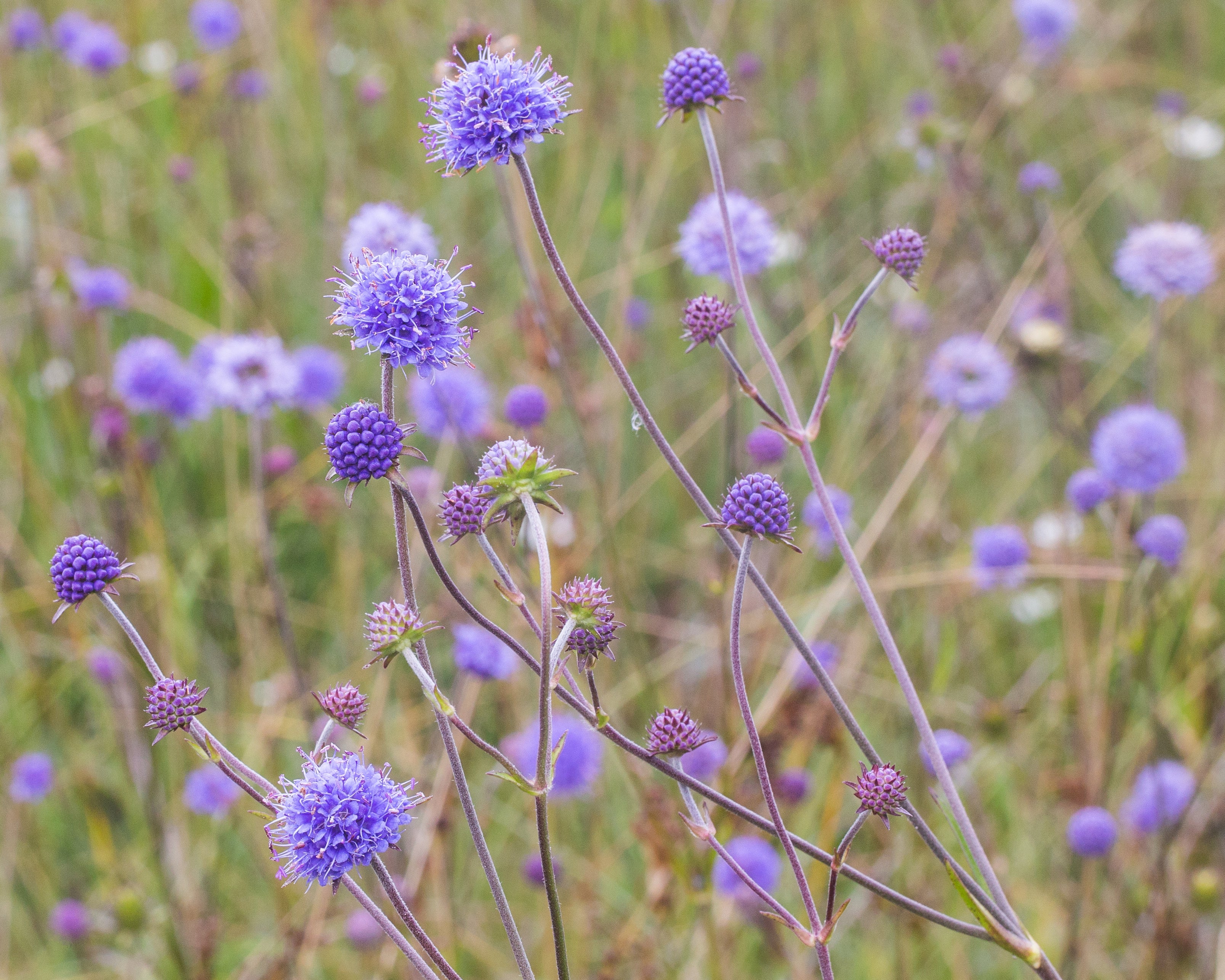 Succisa pratensis - Image 5