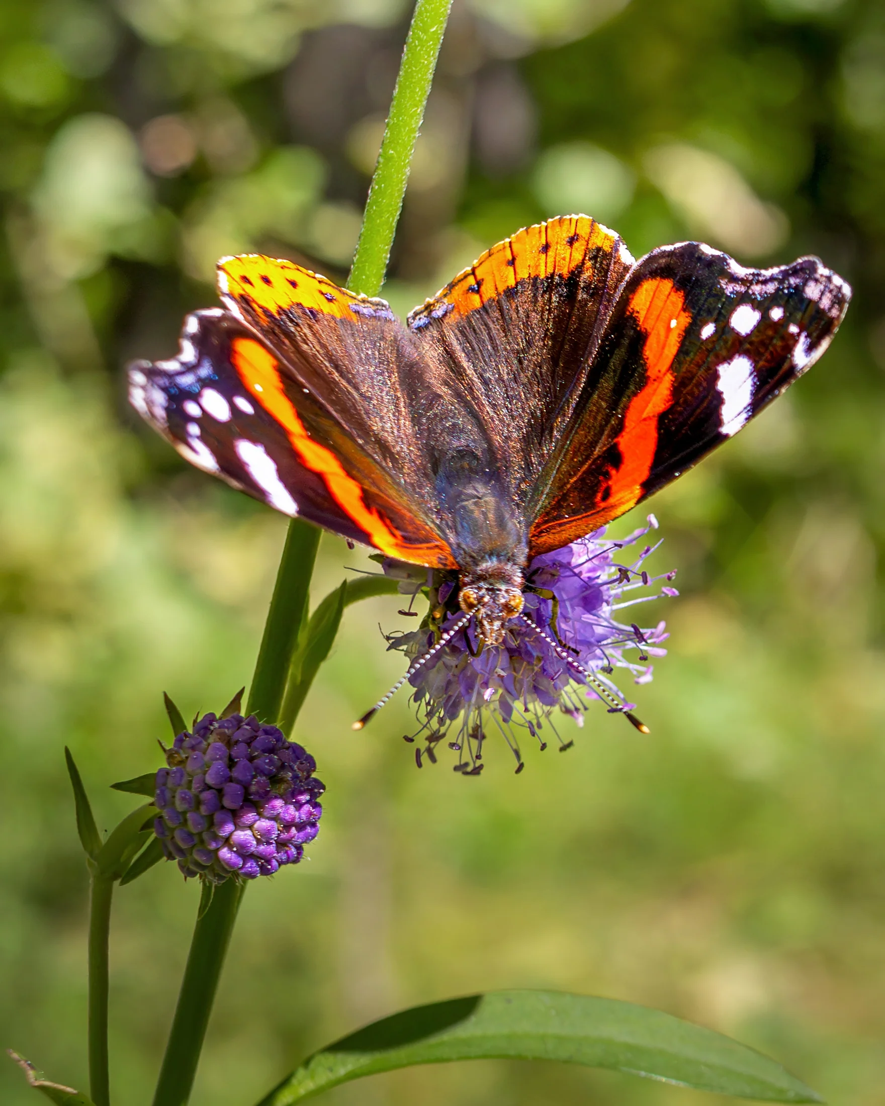 Succisa pratensis - Image 6