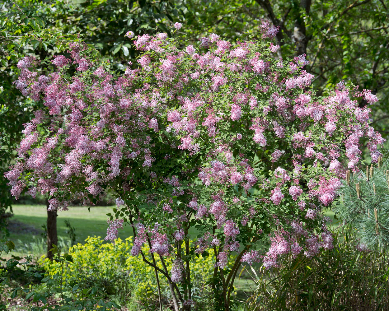 Syringa 'Superba' - Image 11