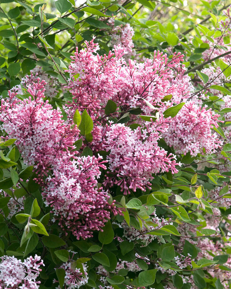 Syringa 'Superba' - Image 2