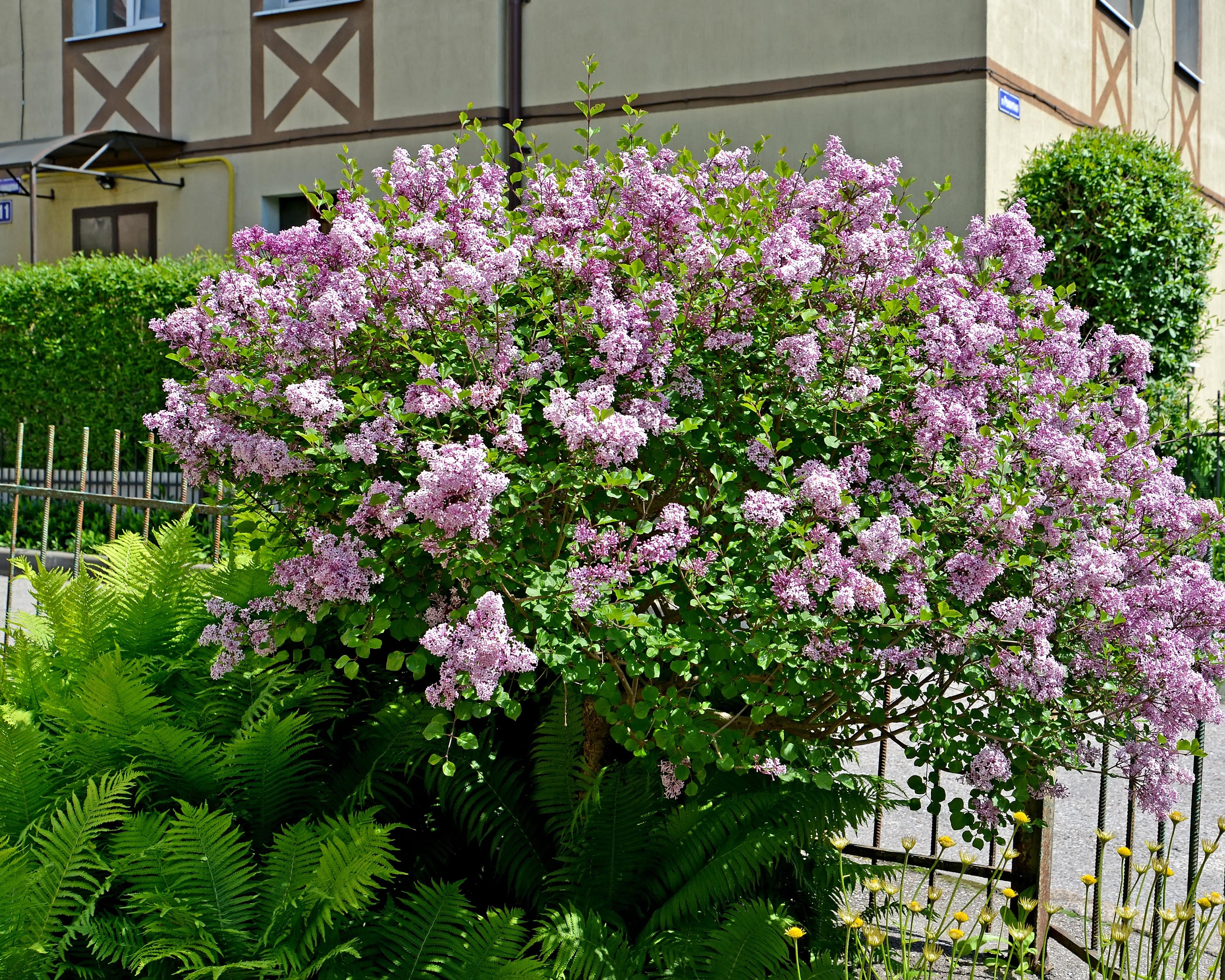 Syringa 'Superba' - Image 4