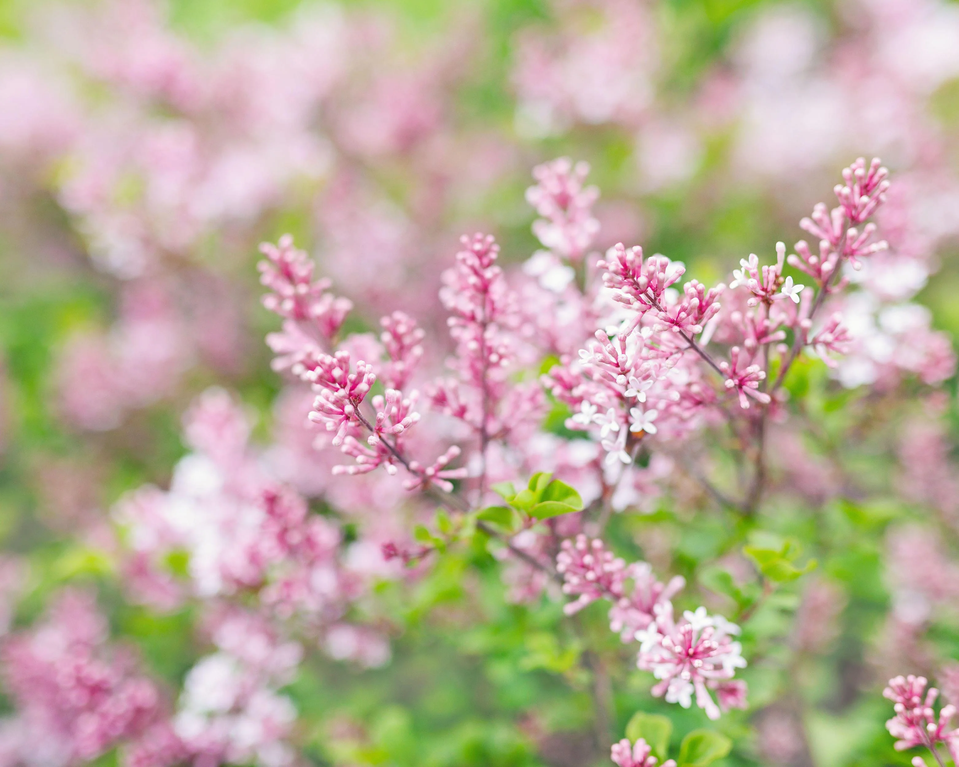 Syringa 'Superba' - Image 7