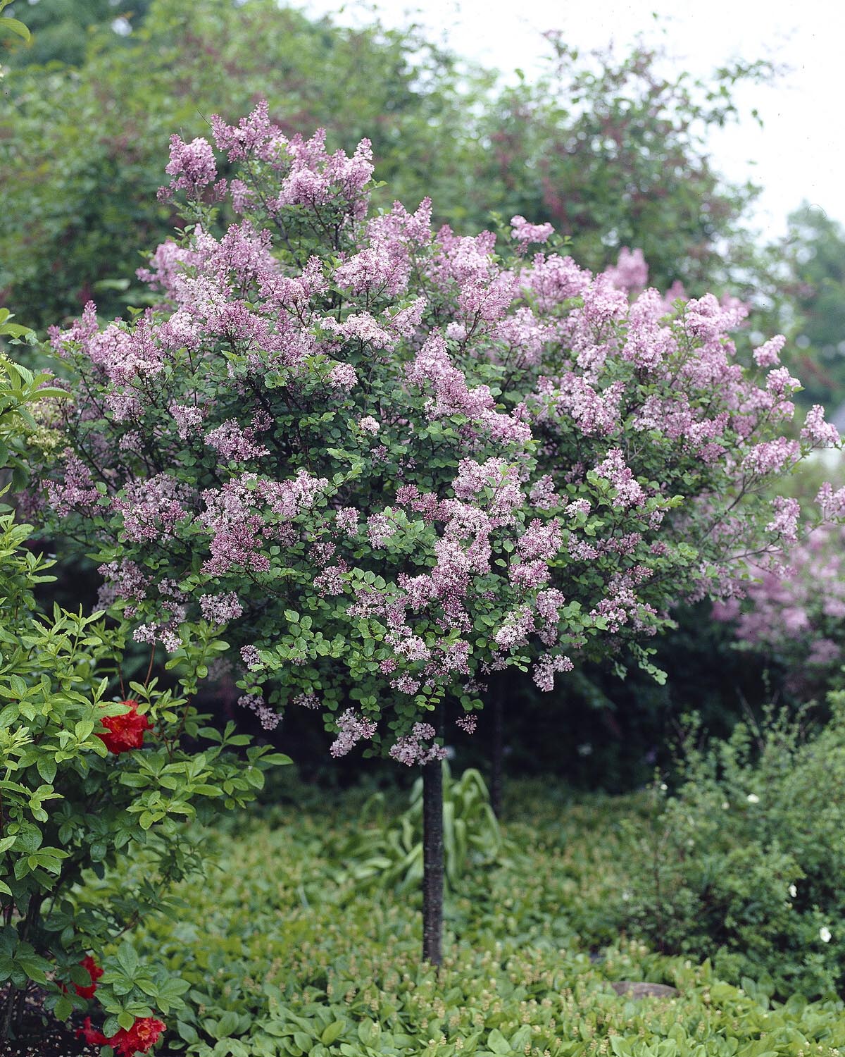 Syringa 'Superba' - Image 8