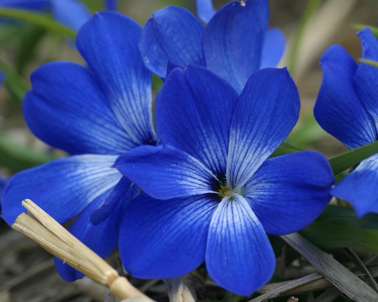 Tecophilaea cyanocrocus - Image 3