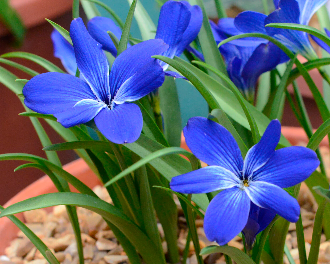 Tecophilaea cyanocrocus - Image 4