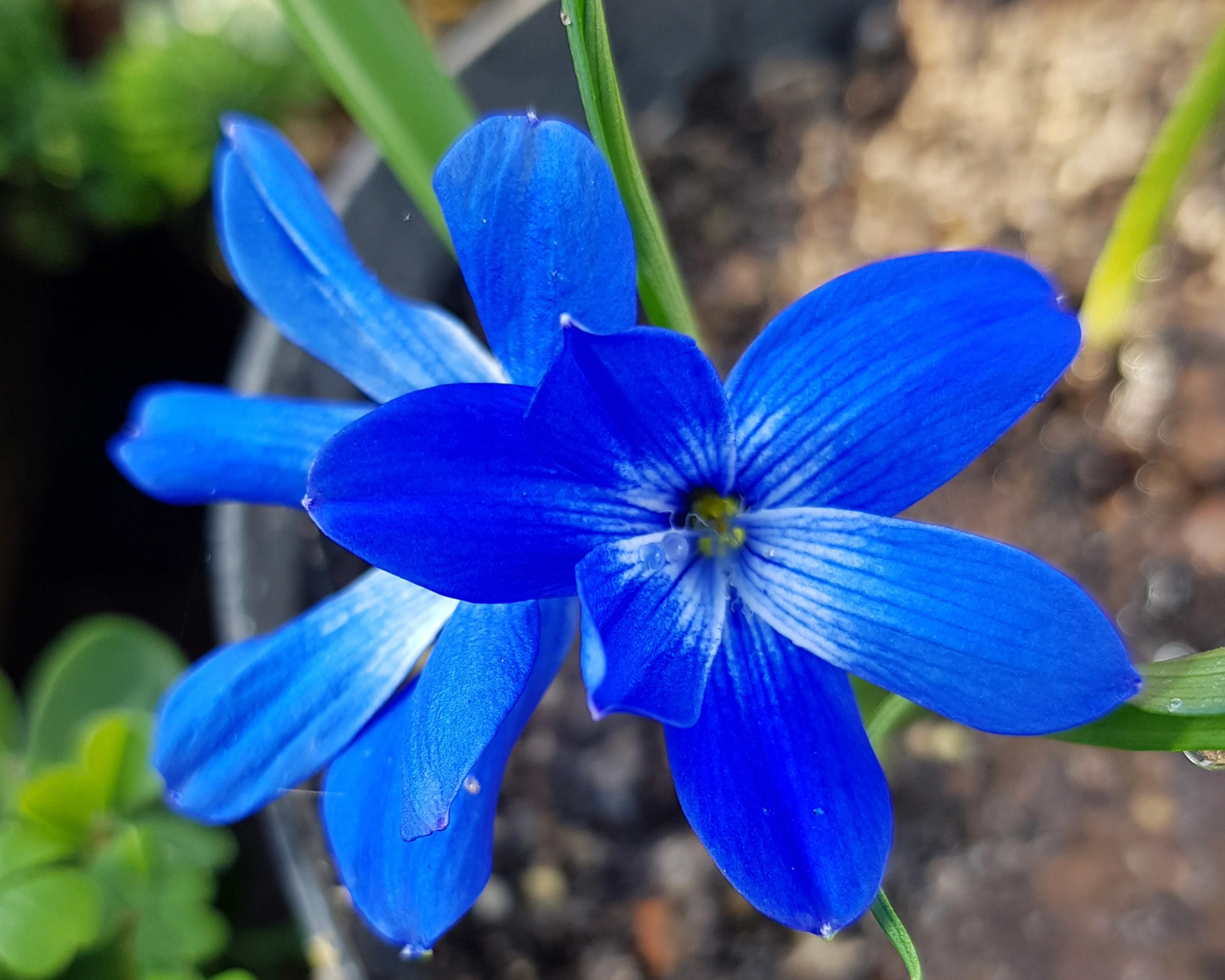 Tecophilaea cyanocrocus - Image 7