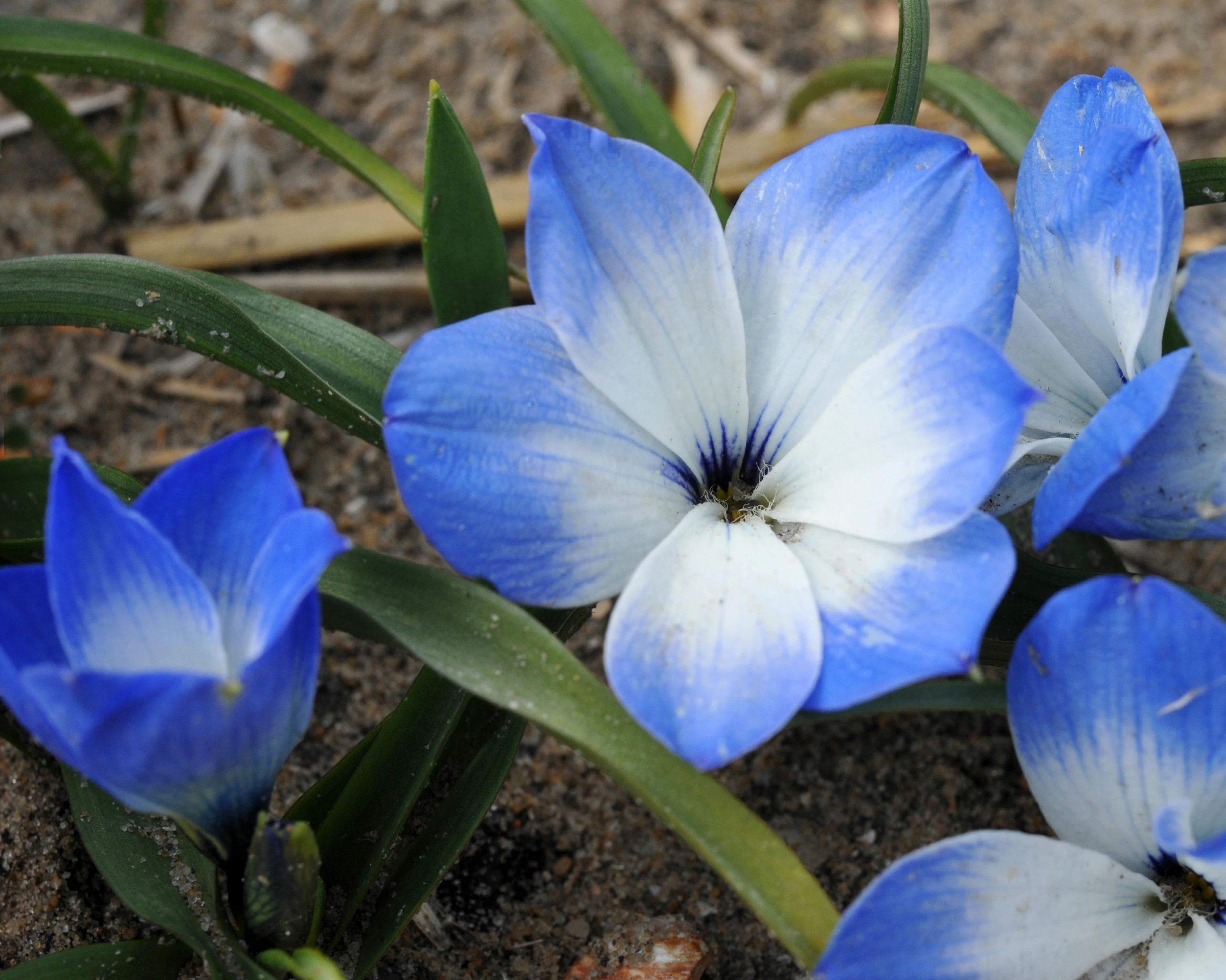 Tecophilaea 'Leichtlinii' - Image 3