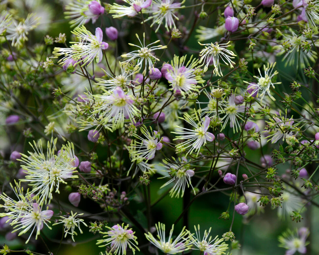 Thalictrum 'Anne' - Image 2
