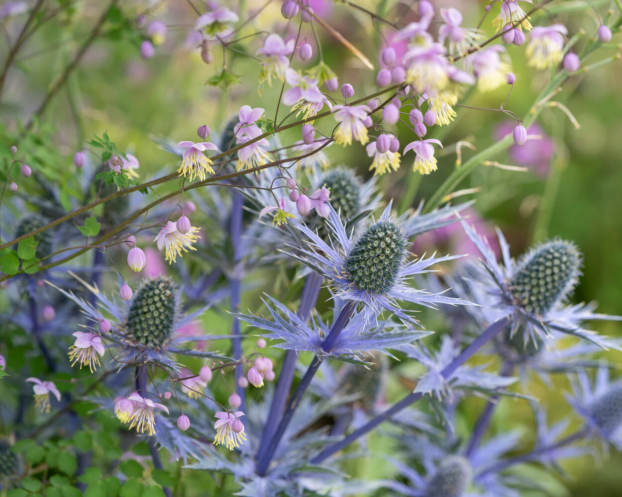 Thalictrum 'Anne' - Image 4