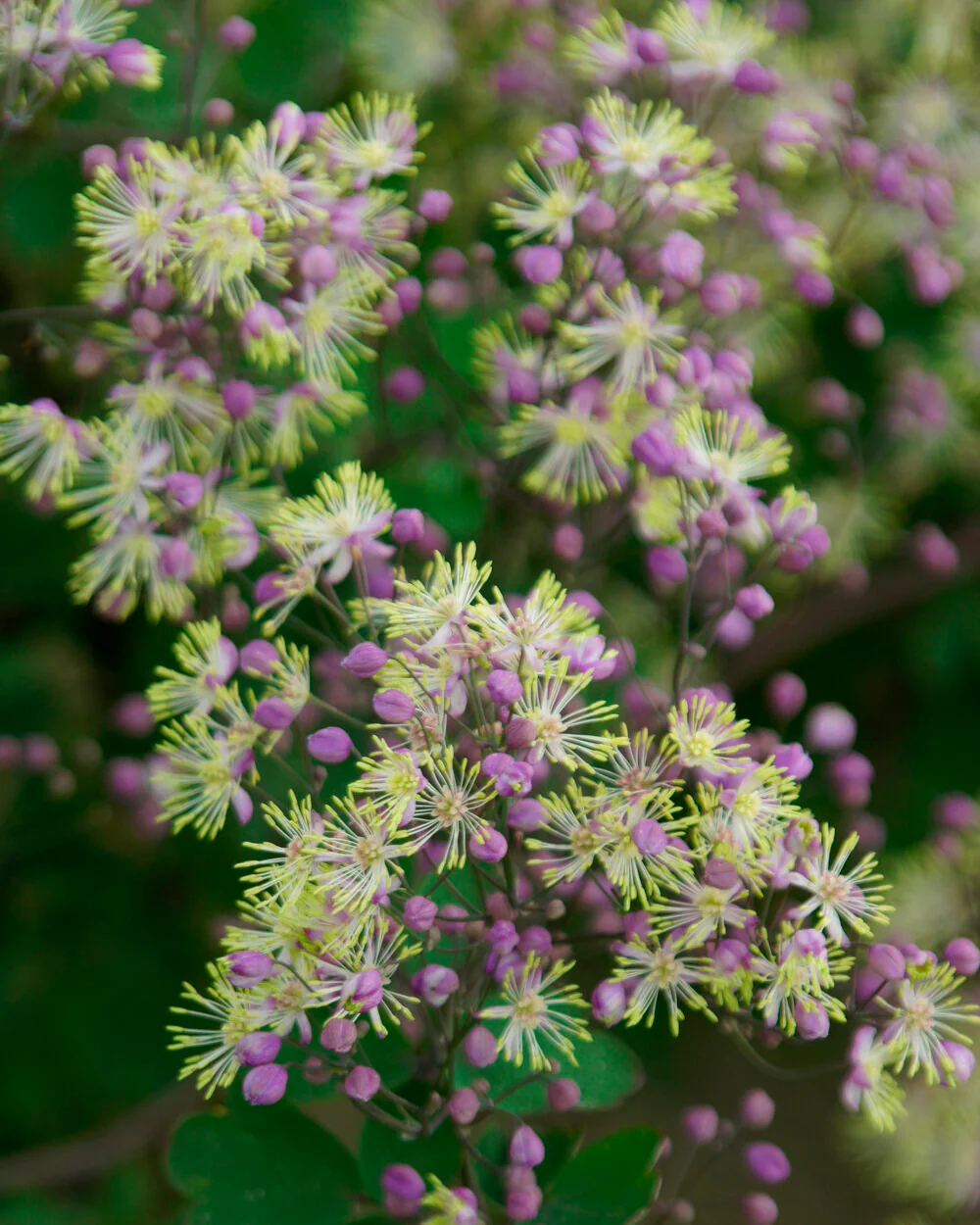 Thalictrum 'Anne' - Image 6
