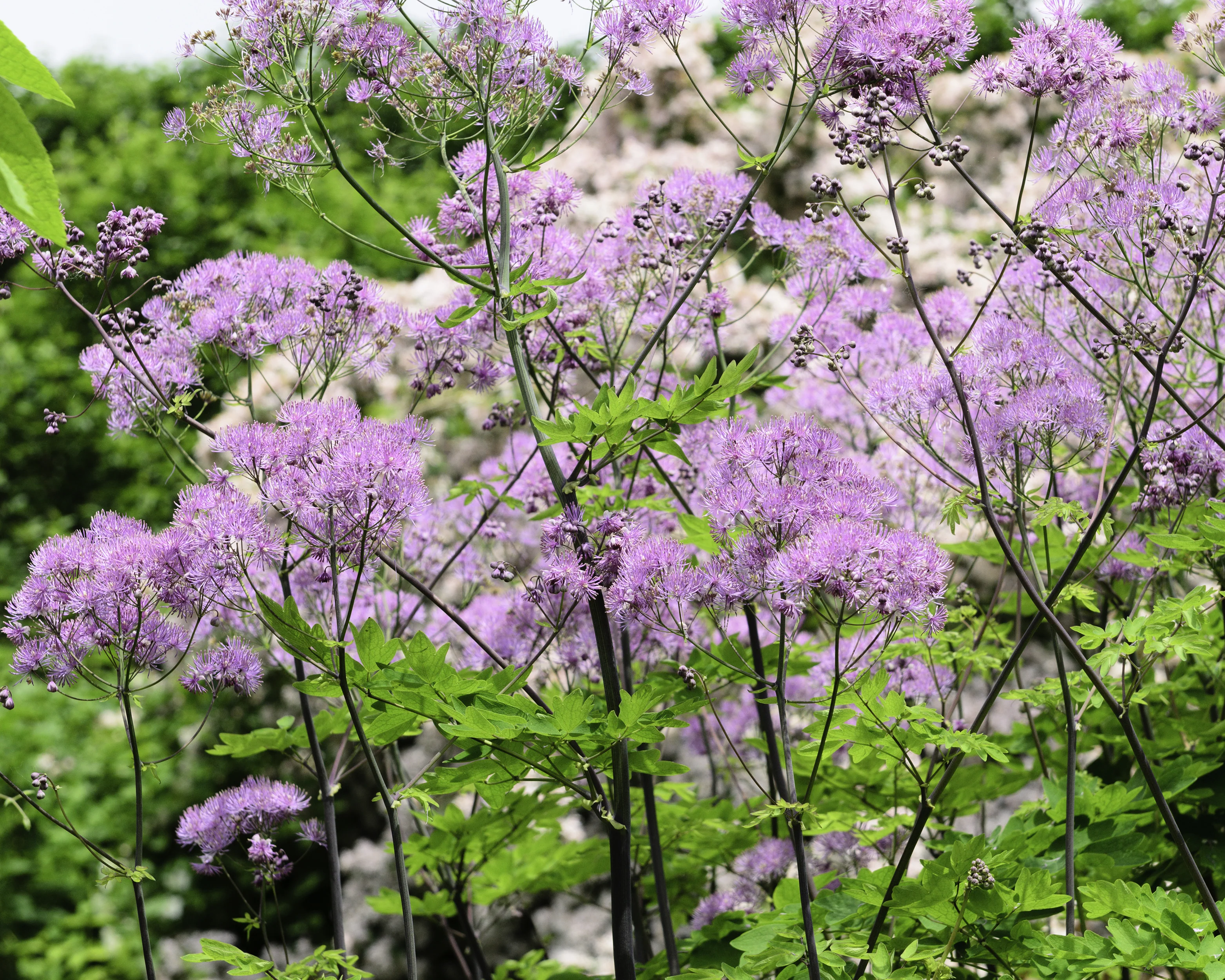 Thalictrum 'Black Stockings' - Image 3