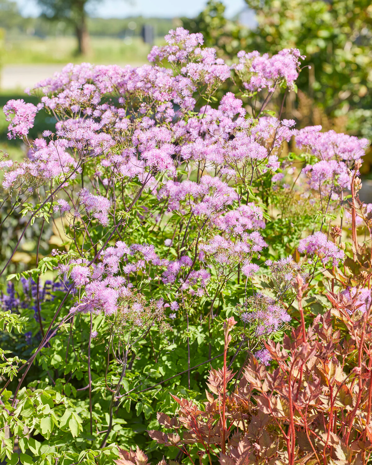 Thalictrum 'Black Stockings' - Image 4