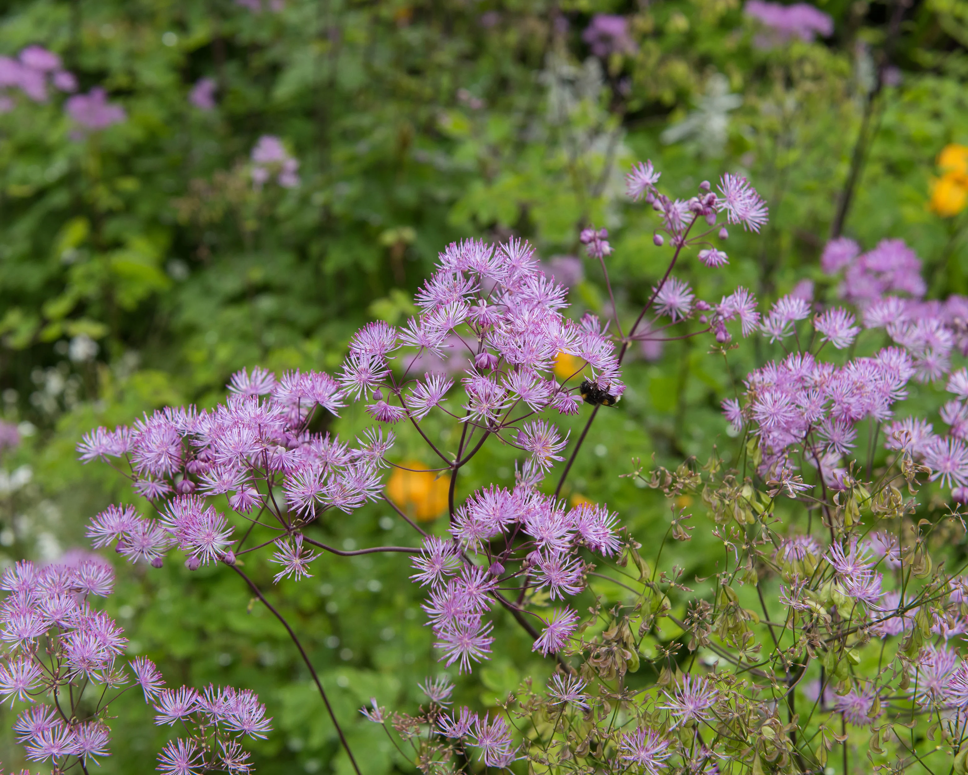 Thalictrum 'Black Stockings' - Image 8
