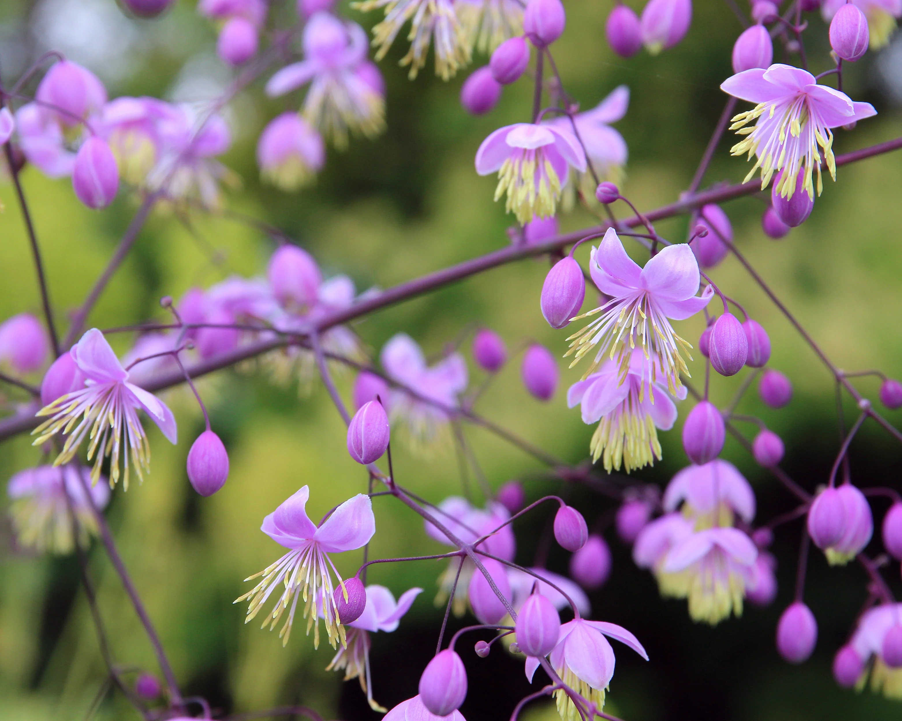 Thalictrum delavayi - Image 2