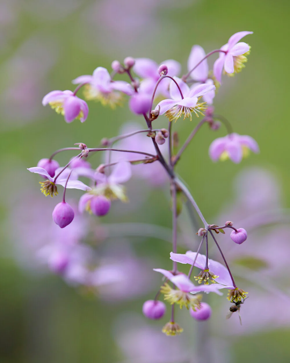 Thalictrum delavayi - Image 4