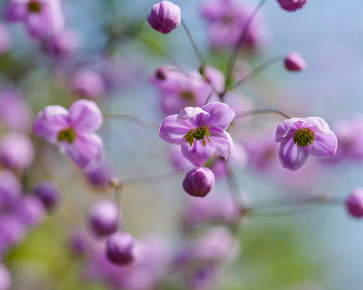 Thalictrum delavayi - Image 5
