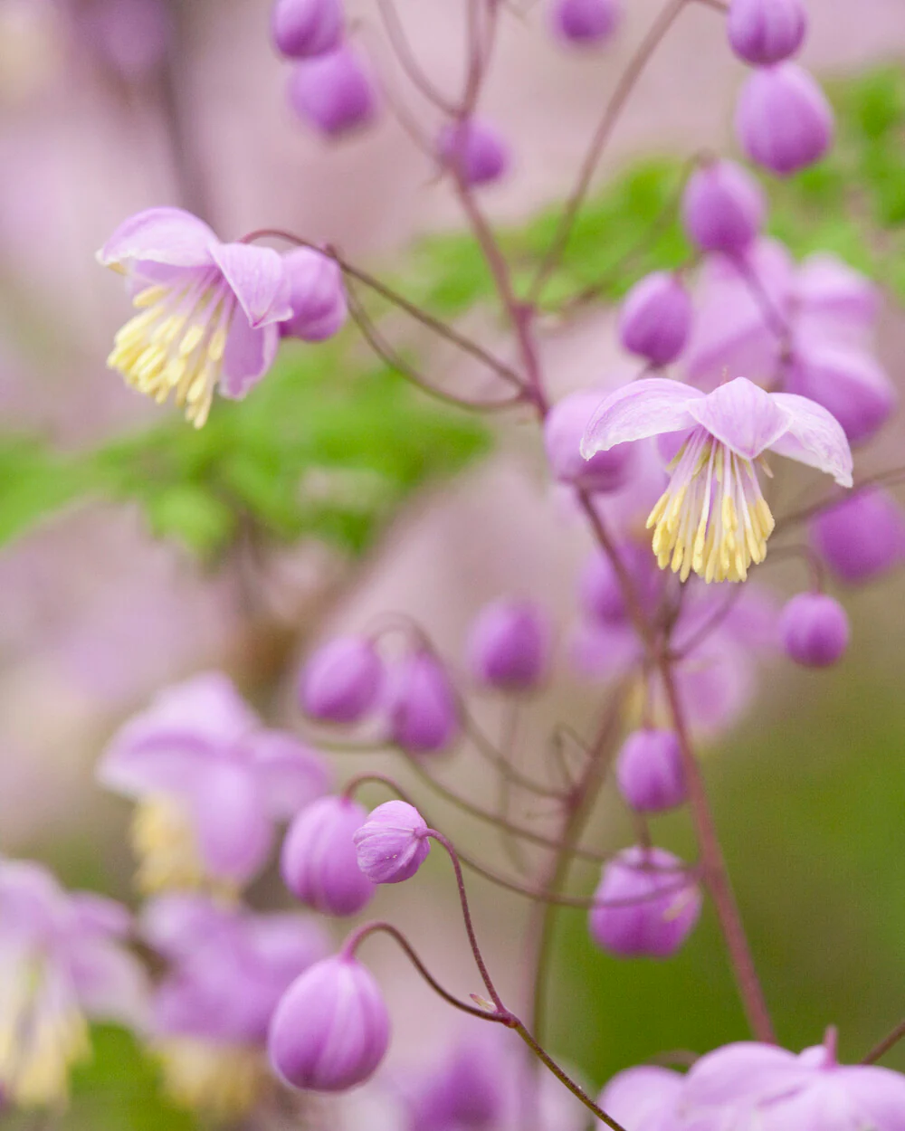 Thalictrum delavayi - Image 6