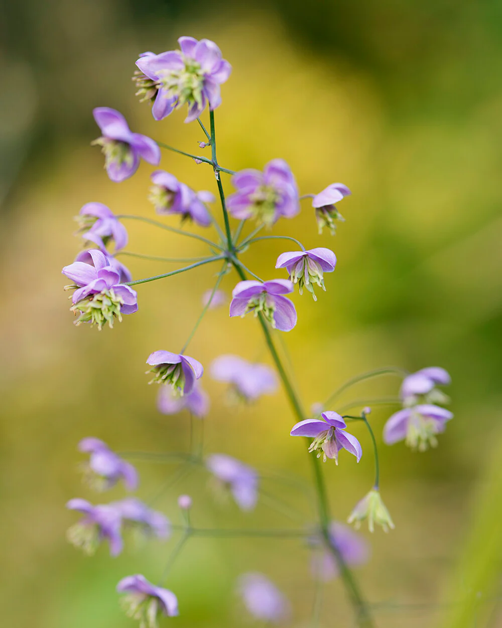Thalictrum delavayi - Image 7