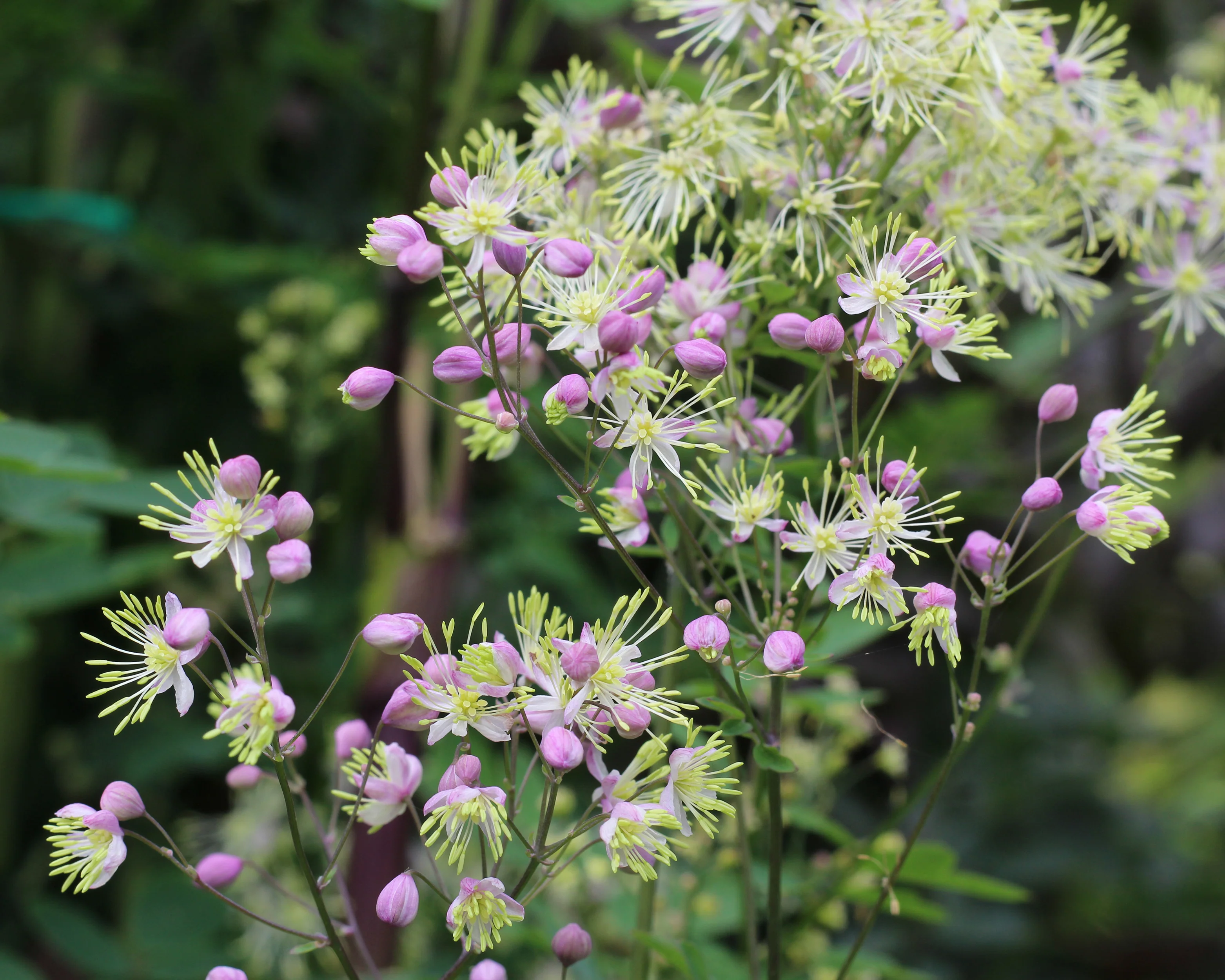Thalictrum delavayi - Image 9