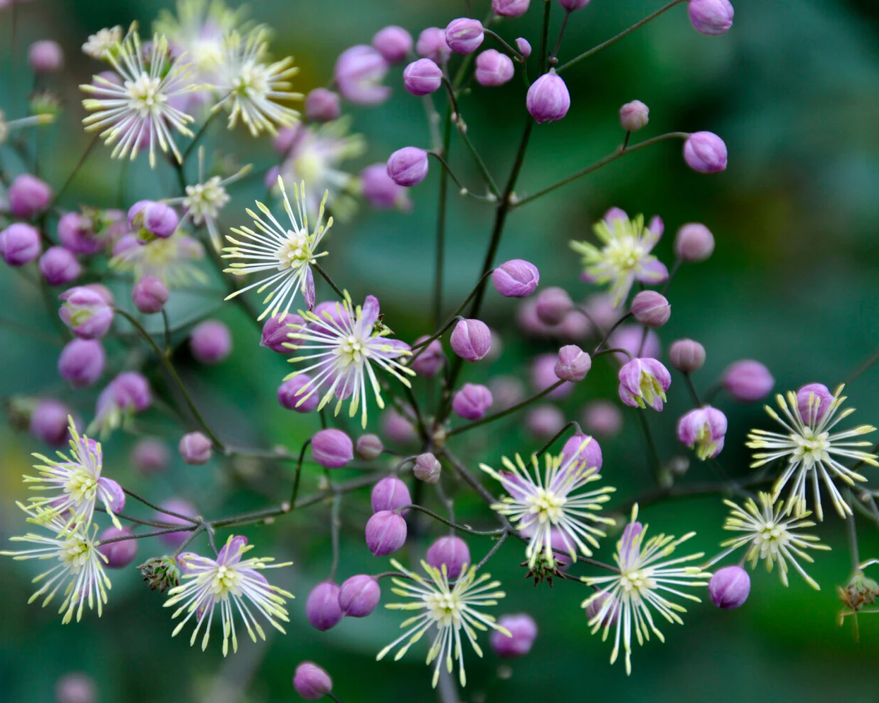 Thalictrum 'Elin' - Image 3